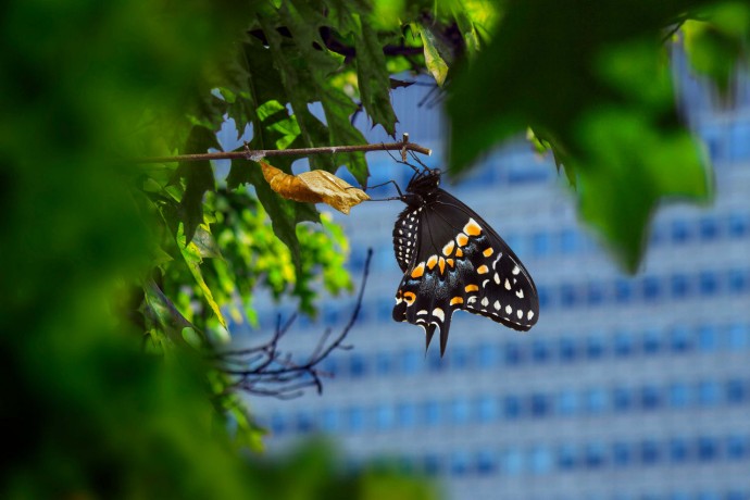 Butterfly hatches on a twig near an office block