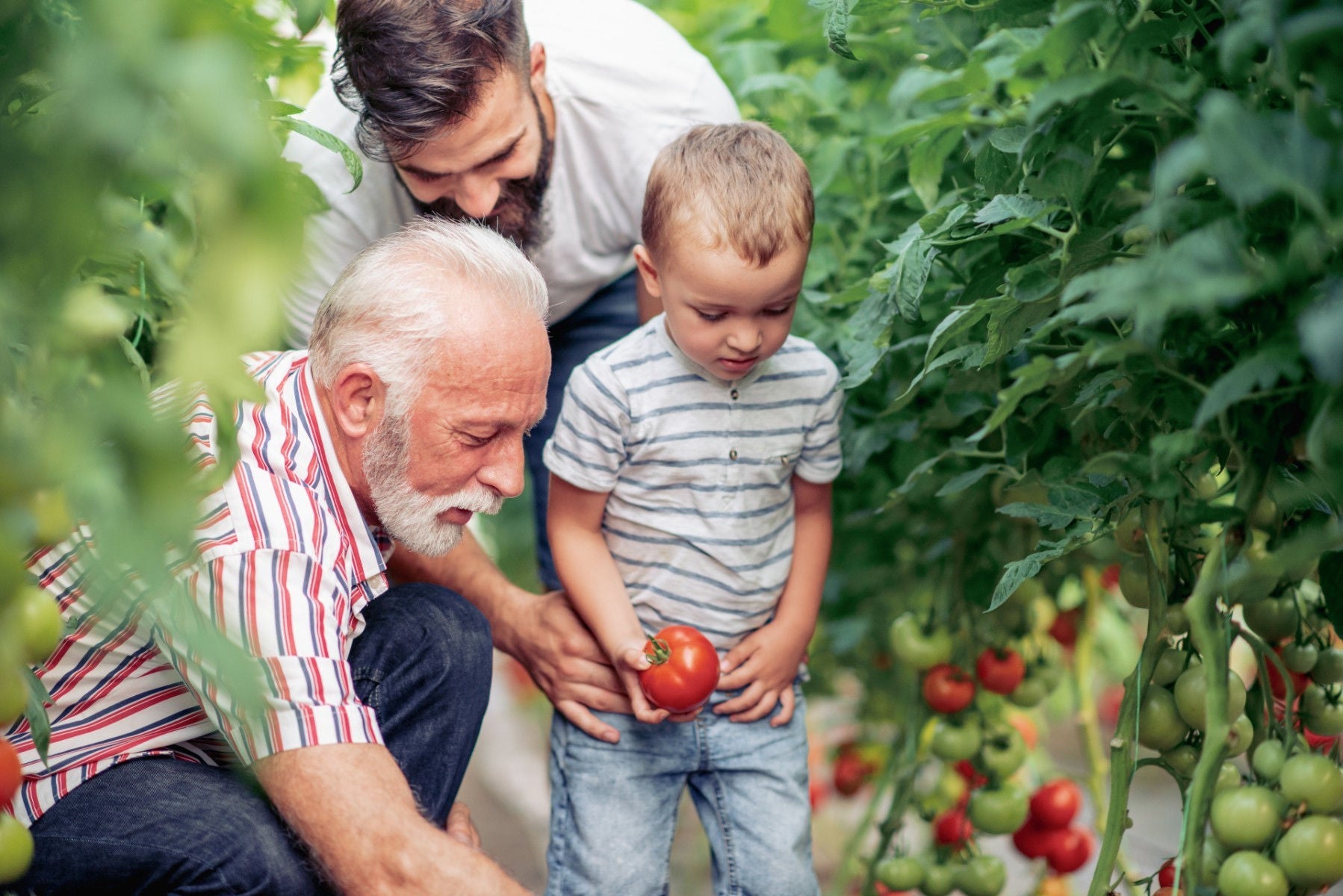 Family picking up vegetables in the garden