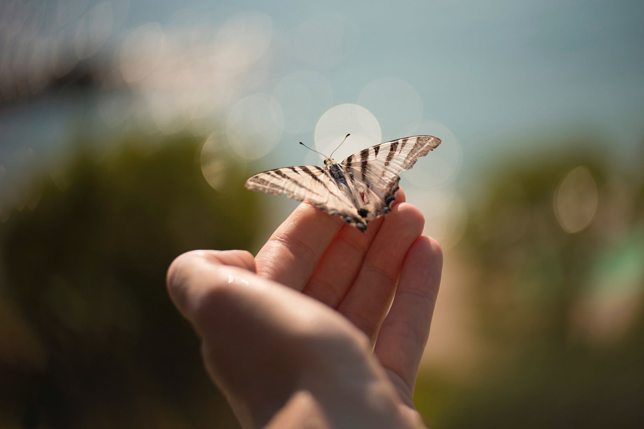 Close-Up Of Butterfly On Hand