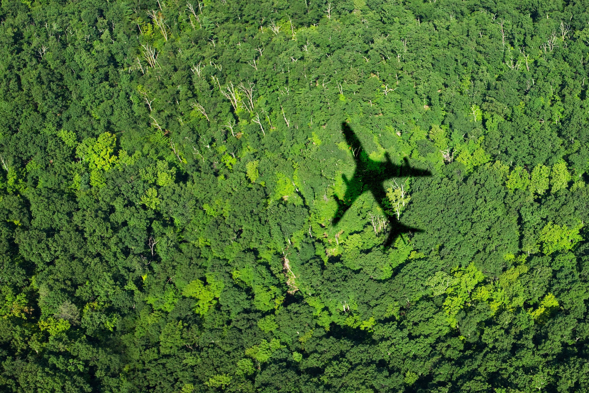 Shadow of airplane over forest