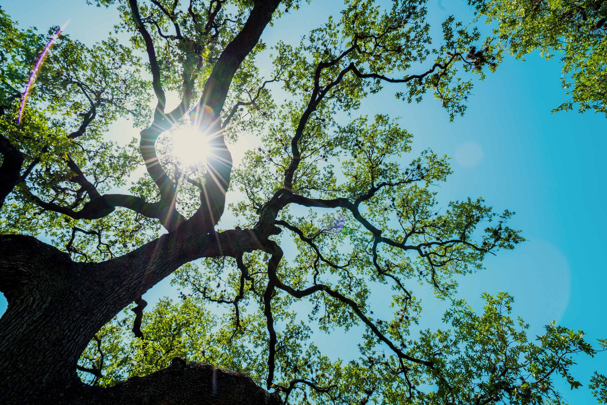 Looking up at stretching limbs of Old Live Oak Tree in Austin , TX Central Texas Looking straight up at Spreading Branches and Vine like Pattern with sun burst sunshine direct sun