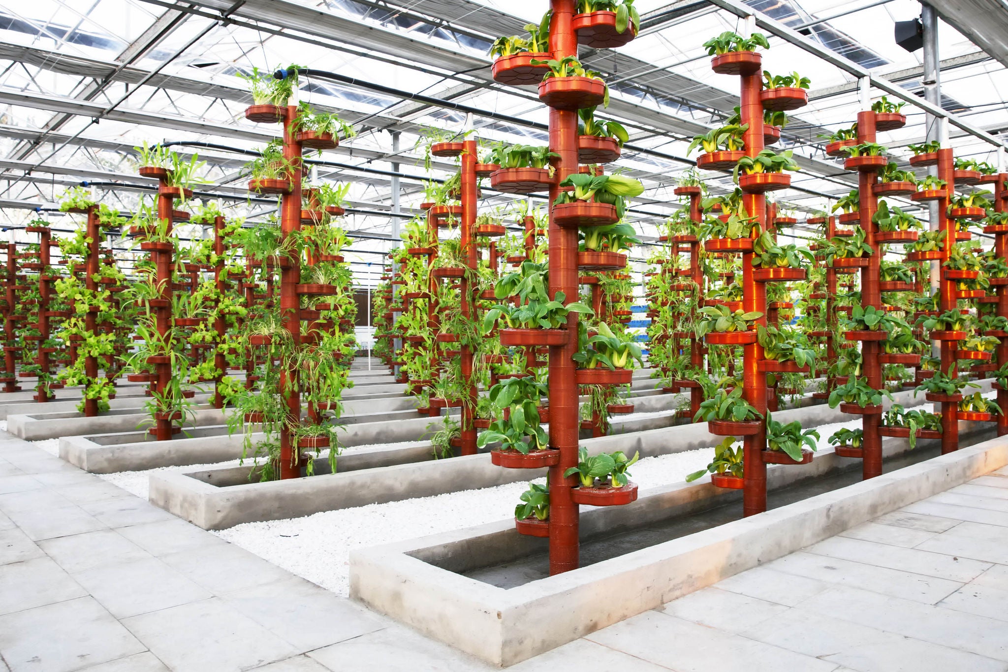 Bok Choy growing in a hydroponic farm