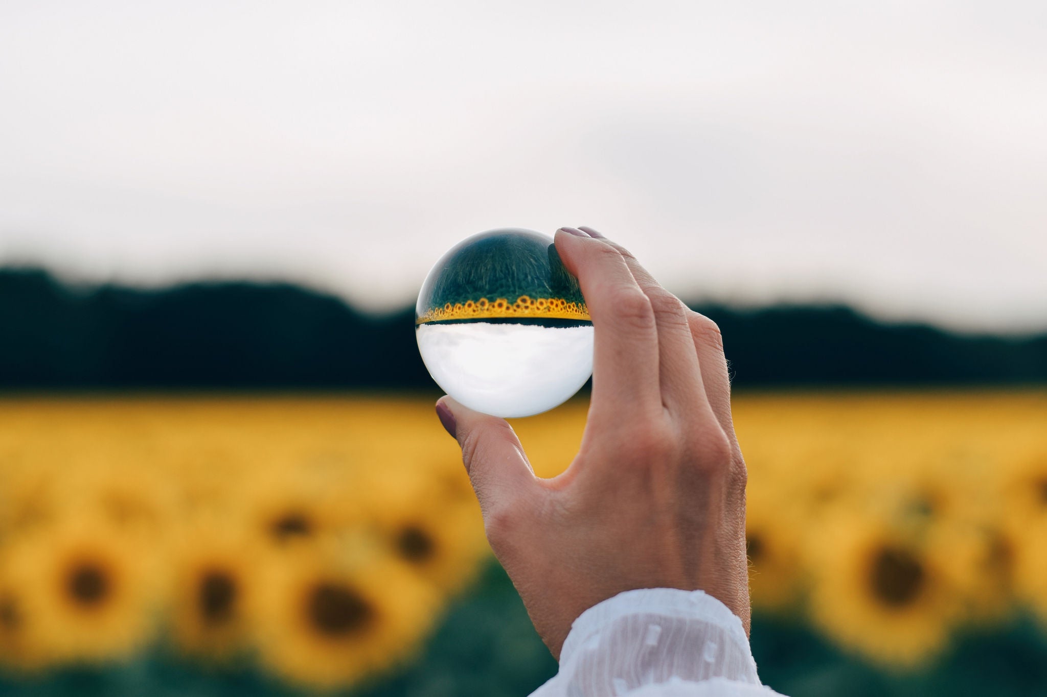 Reflections of sunflowers in crystal ball