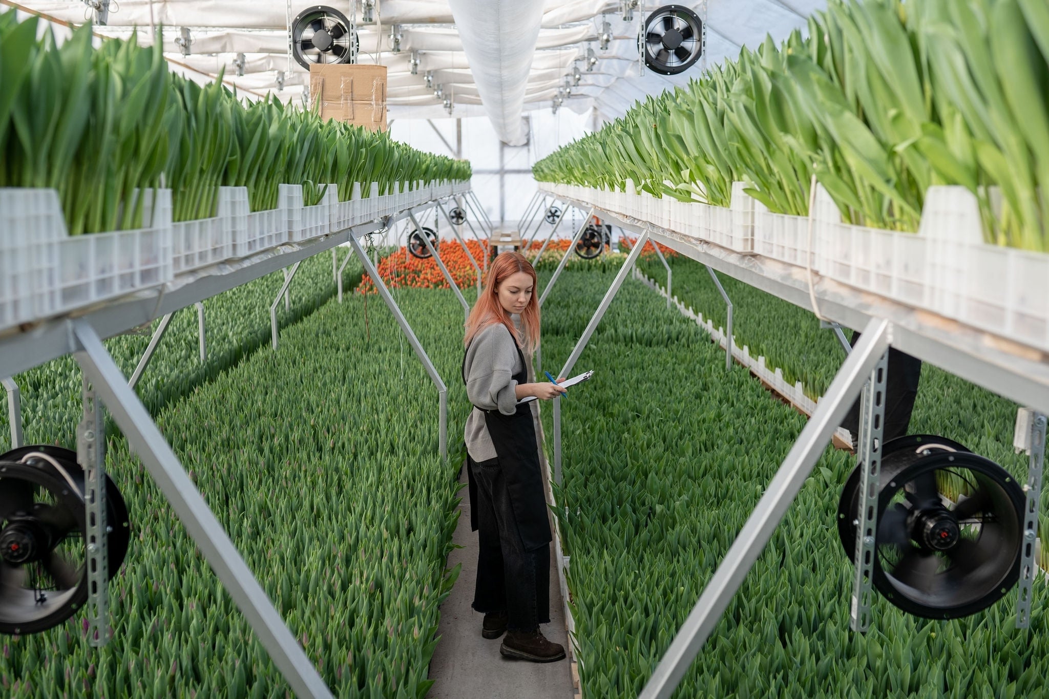 woman working in a greenhouse with tulips