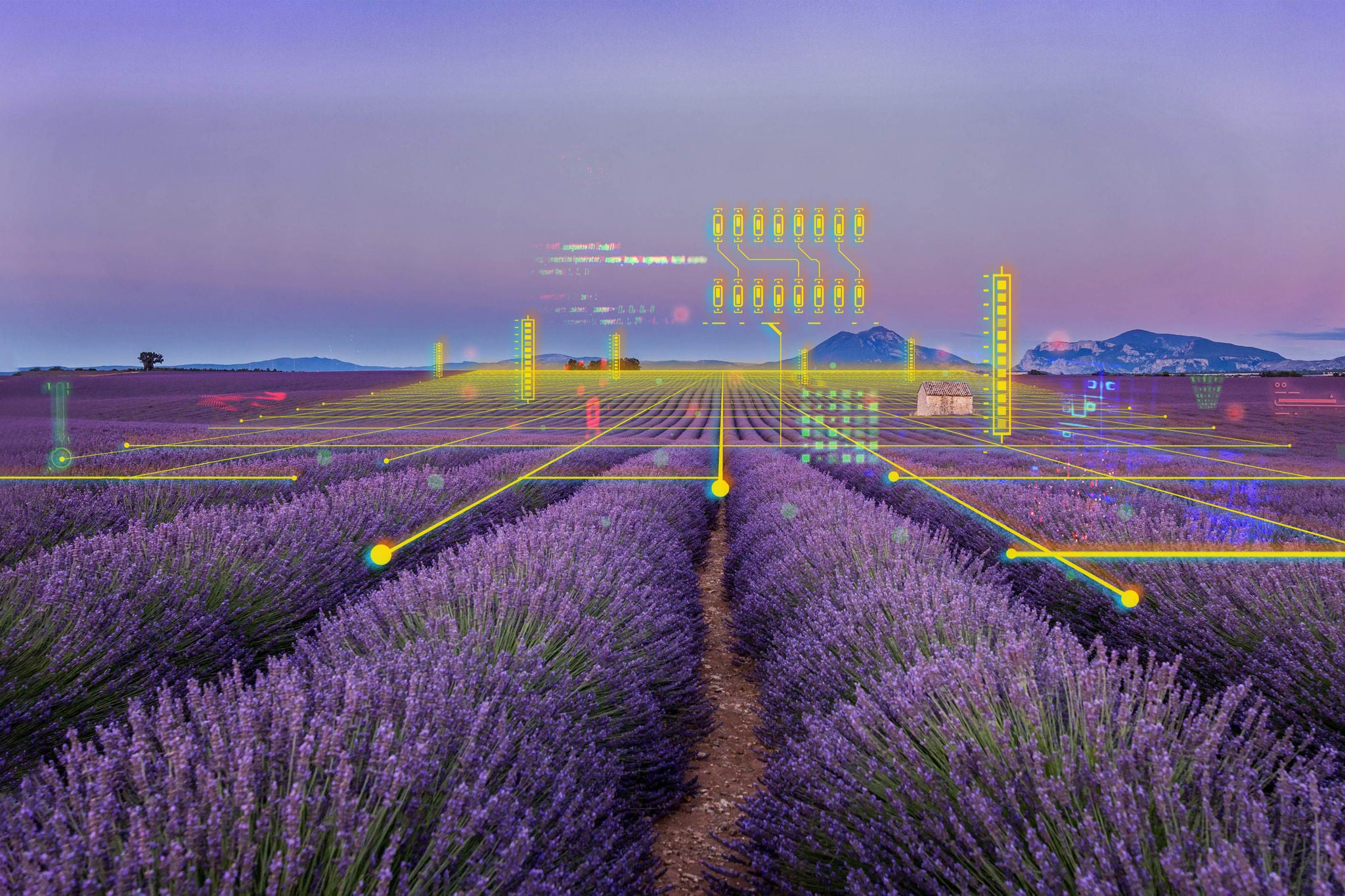 Lavender fields at sunset