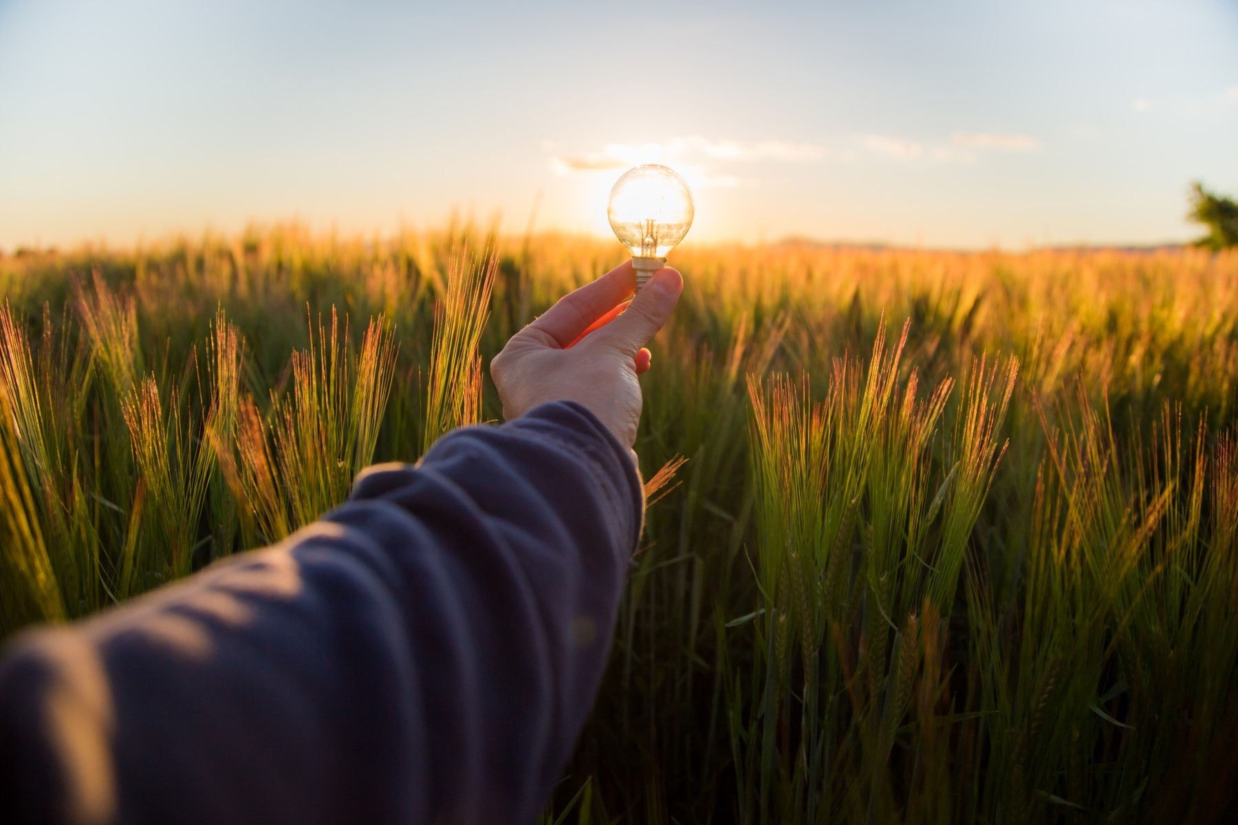 ey-light-bulb-illuminated-by-the-sunset-light