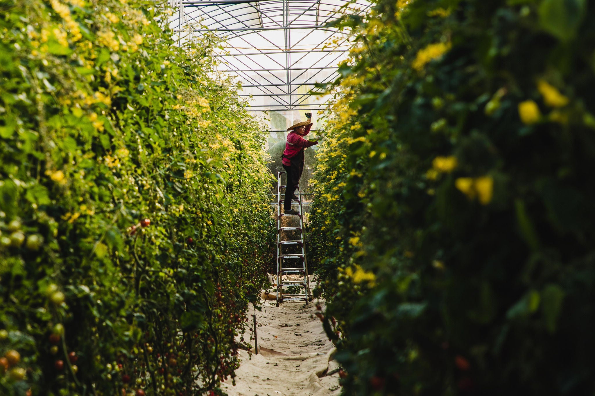 Asian farmer on a ladder harvesting cherry tomatoes