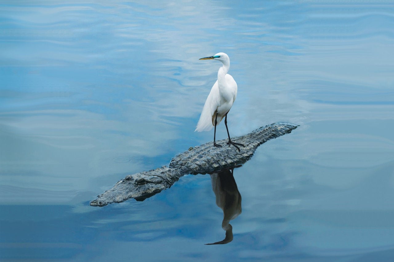 great egret standing alligator