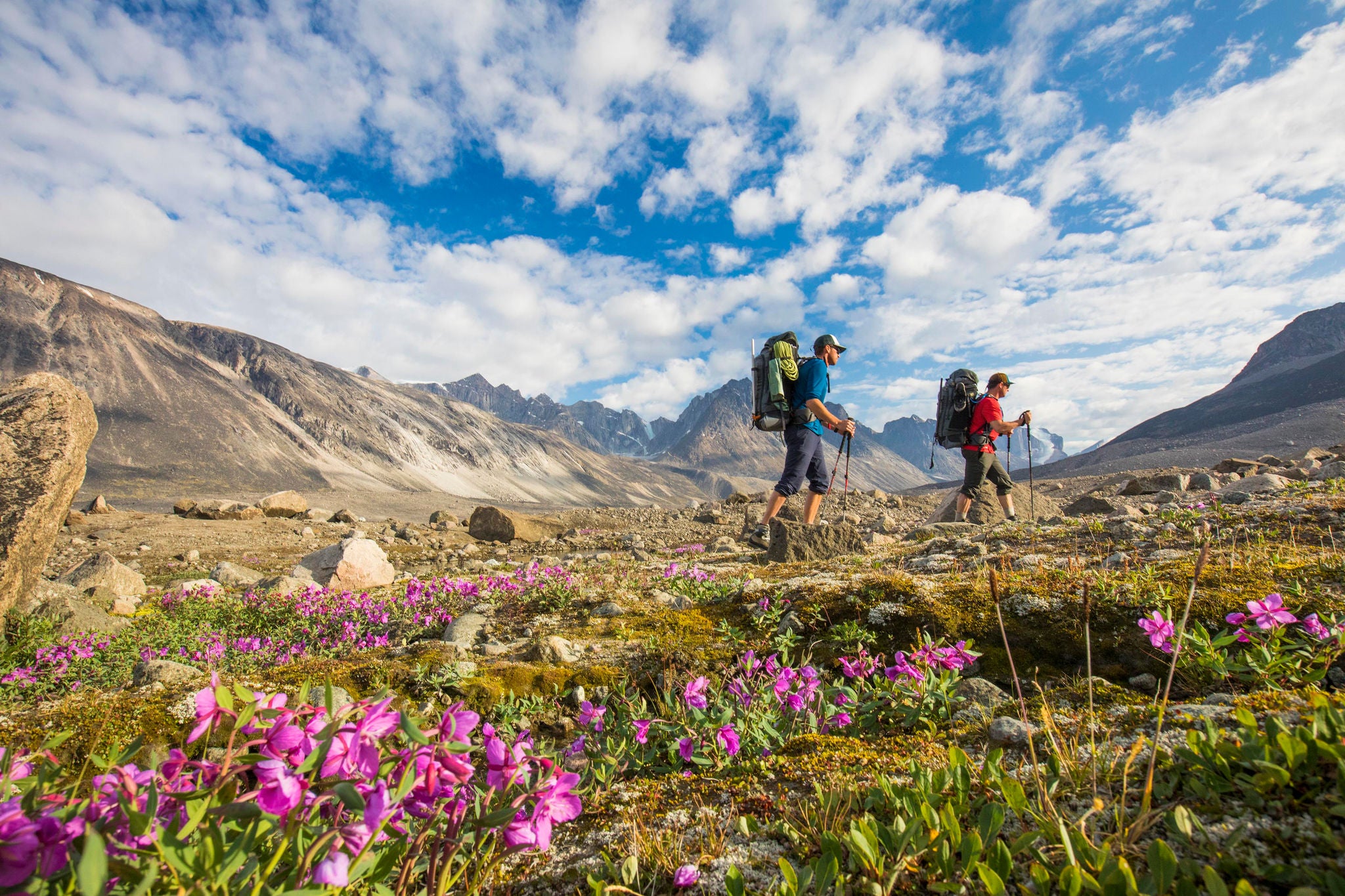 Two hikers walking amongst pink flowers 