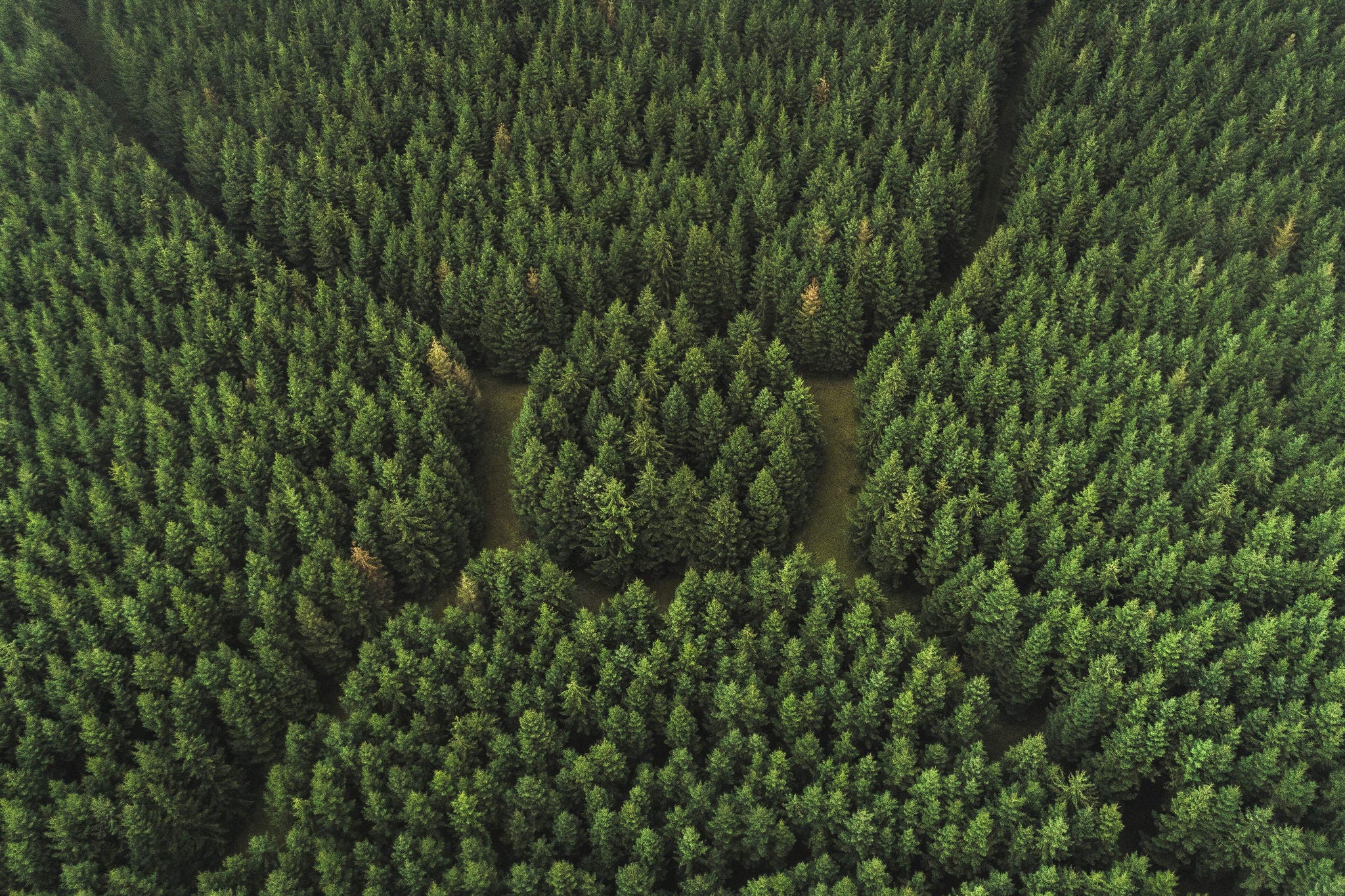 Aerial perspective of an unusual forest area