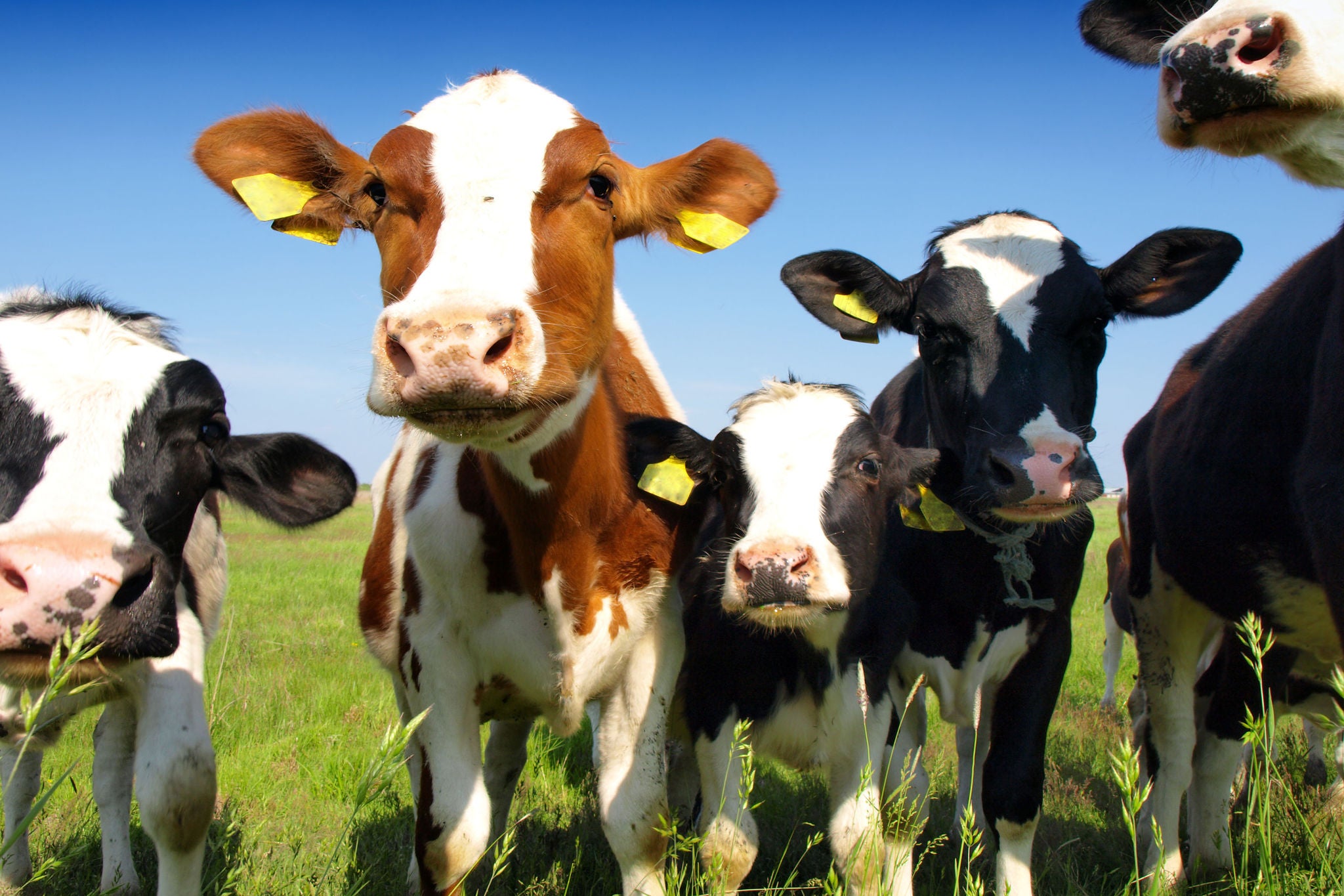 A close-up of several cows standing in a green field under a clear blue sky.