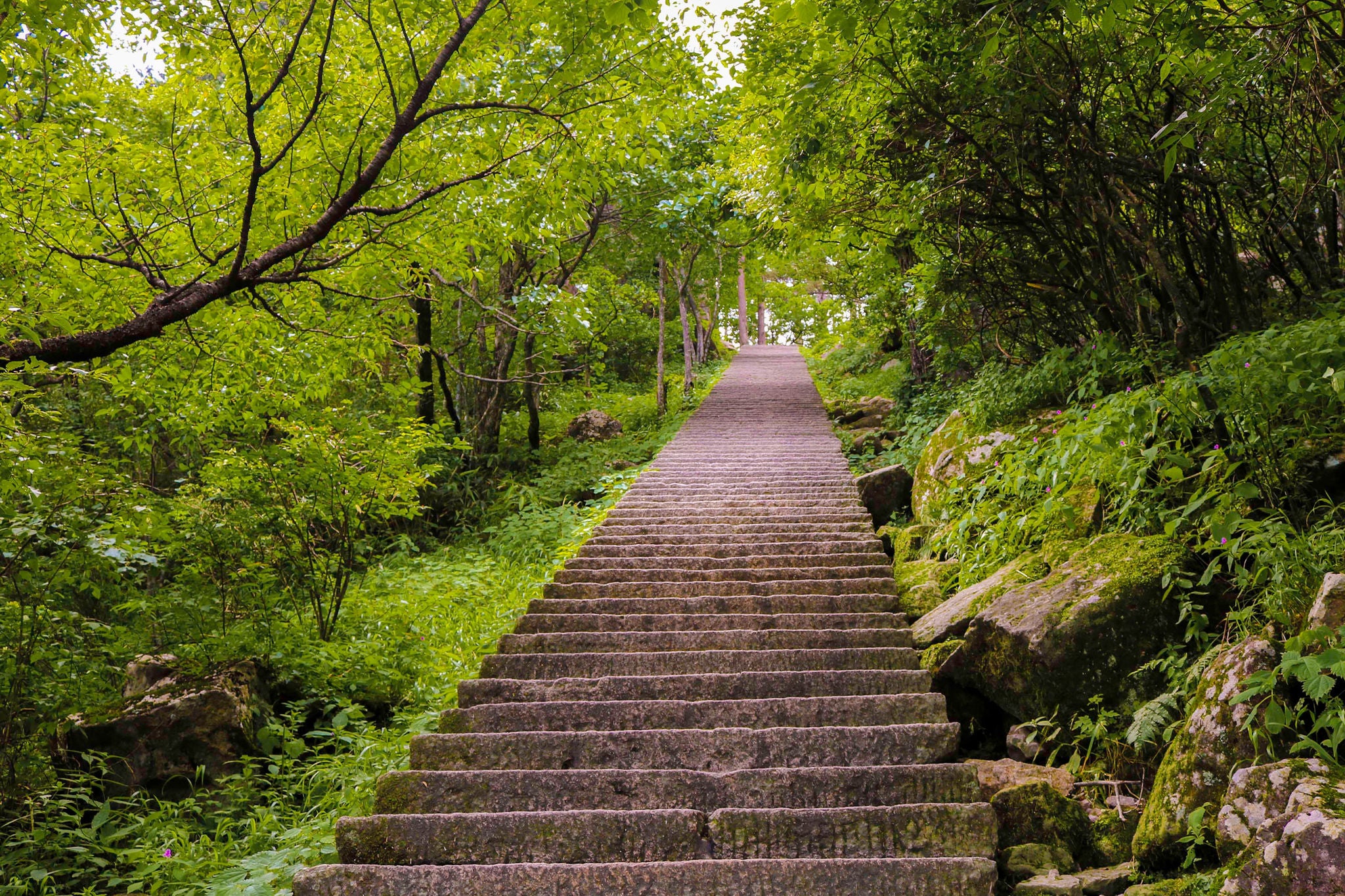 FOOTPATH LEADING TOWARDS FOREST