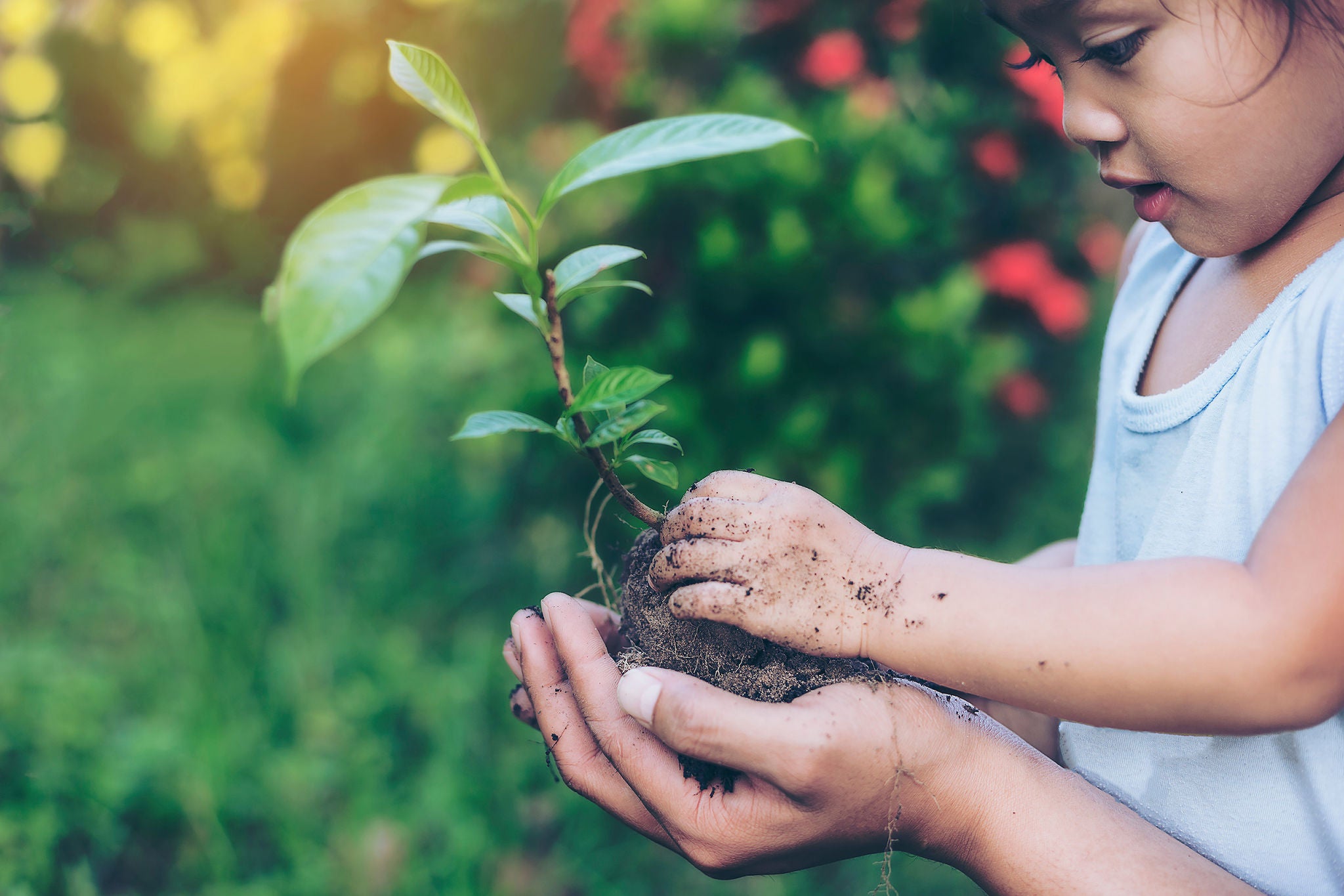 Hands growing a young plant