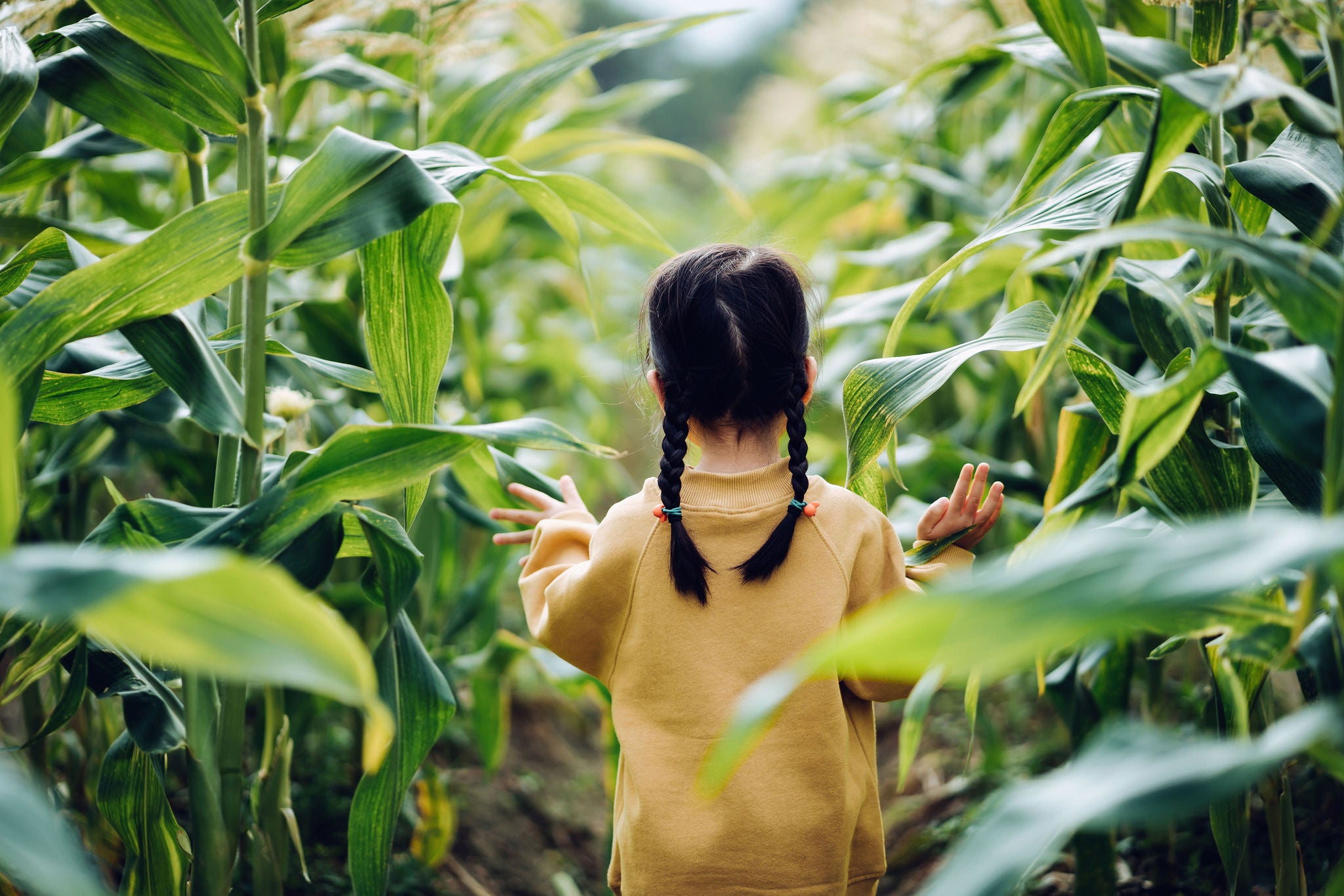 Rear view of lovely little Asian girl walking through corn field.