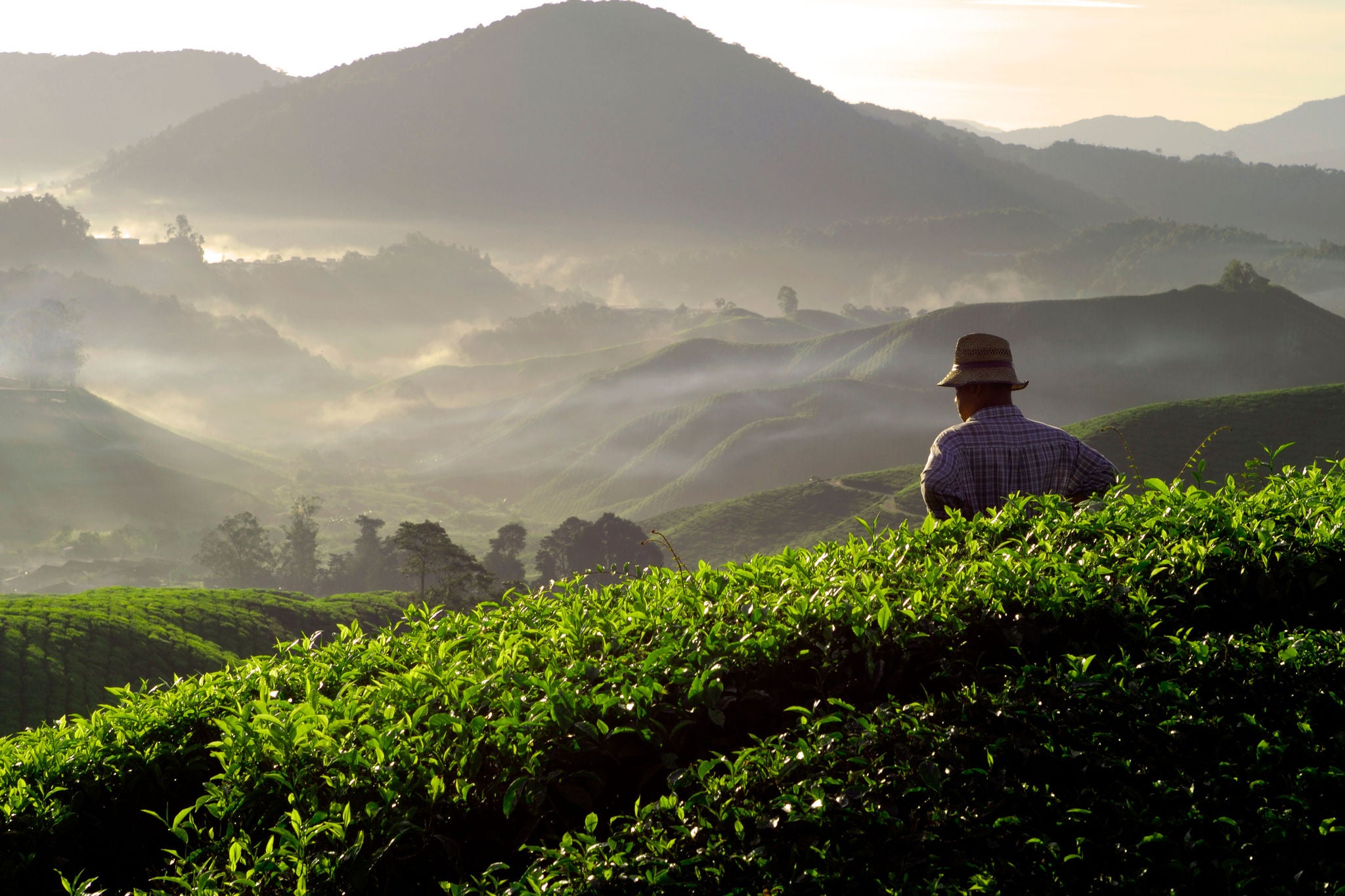 Hombre contempla la naturaleza en un campo