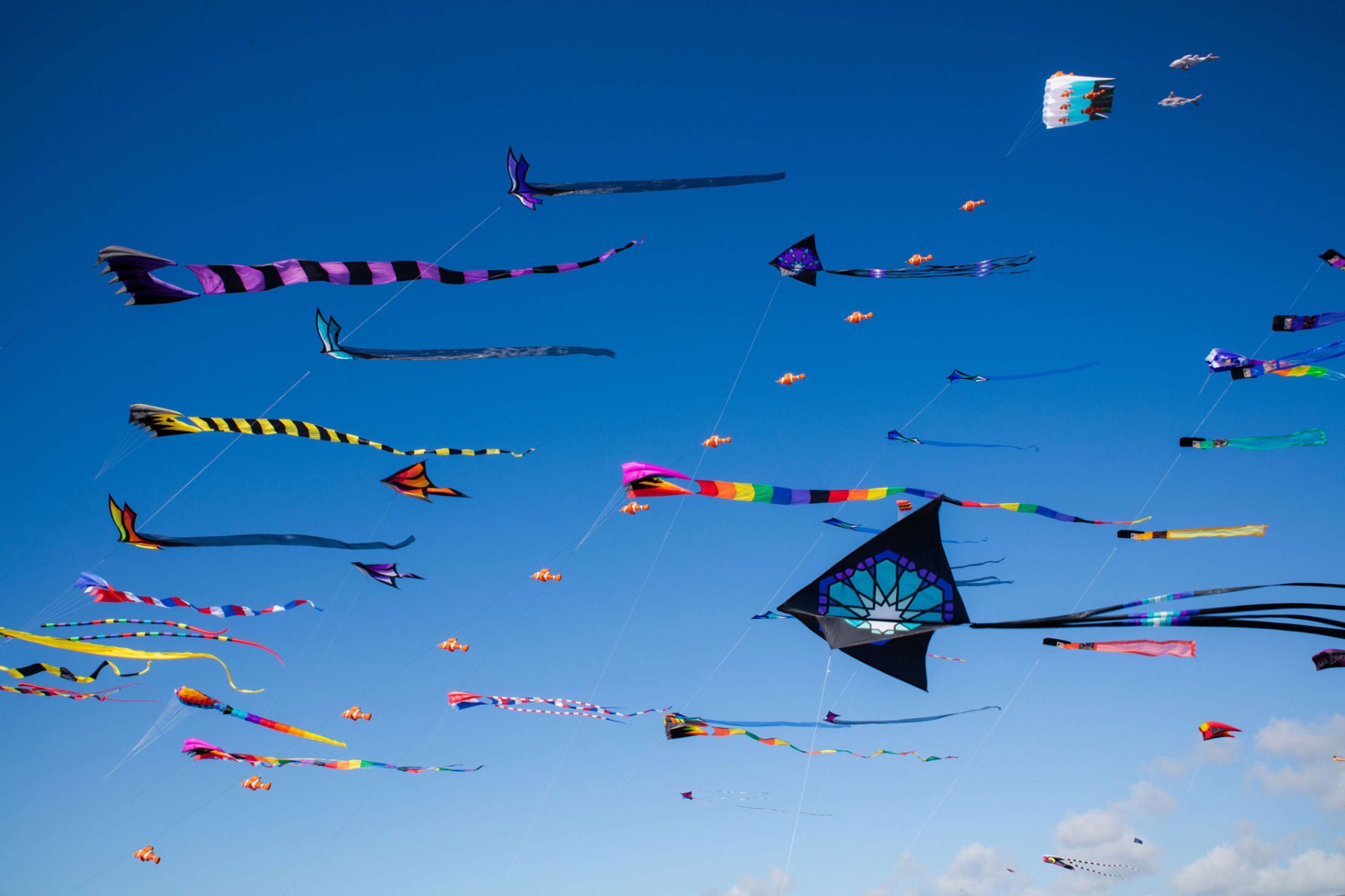 Kites at long beach kite festival california north america