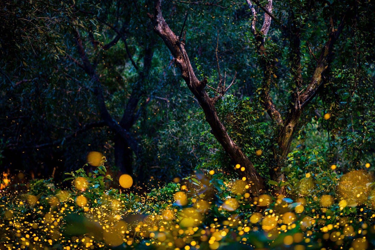 Fireflies flying in the forest at twilight 