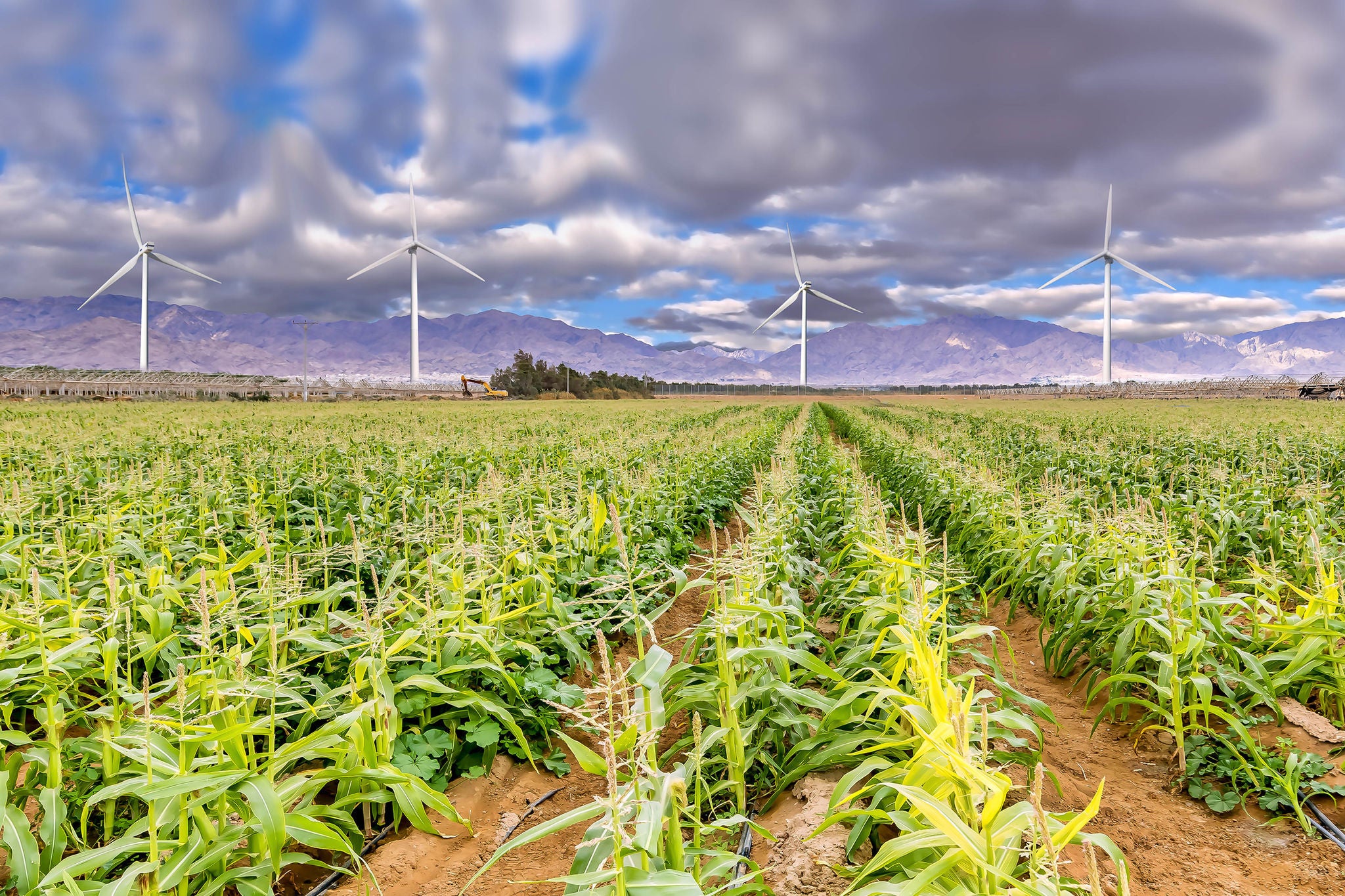 Agricultural landscape with field of young plants