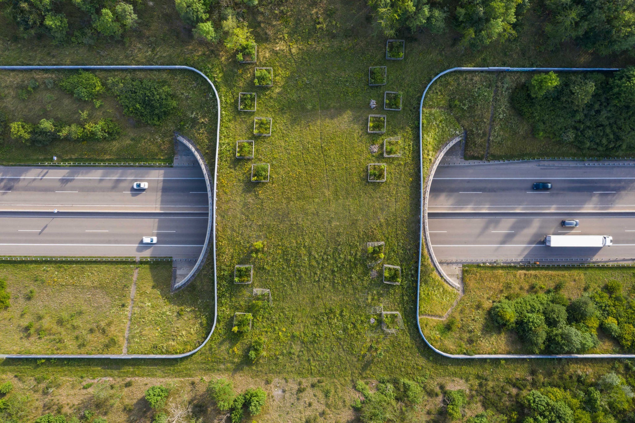 Road-covered-with-trees