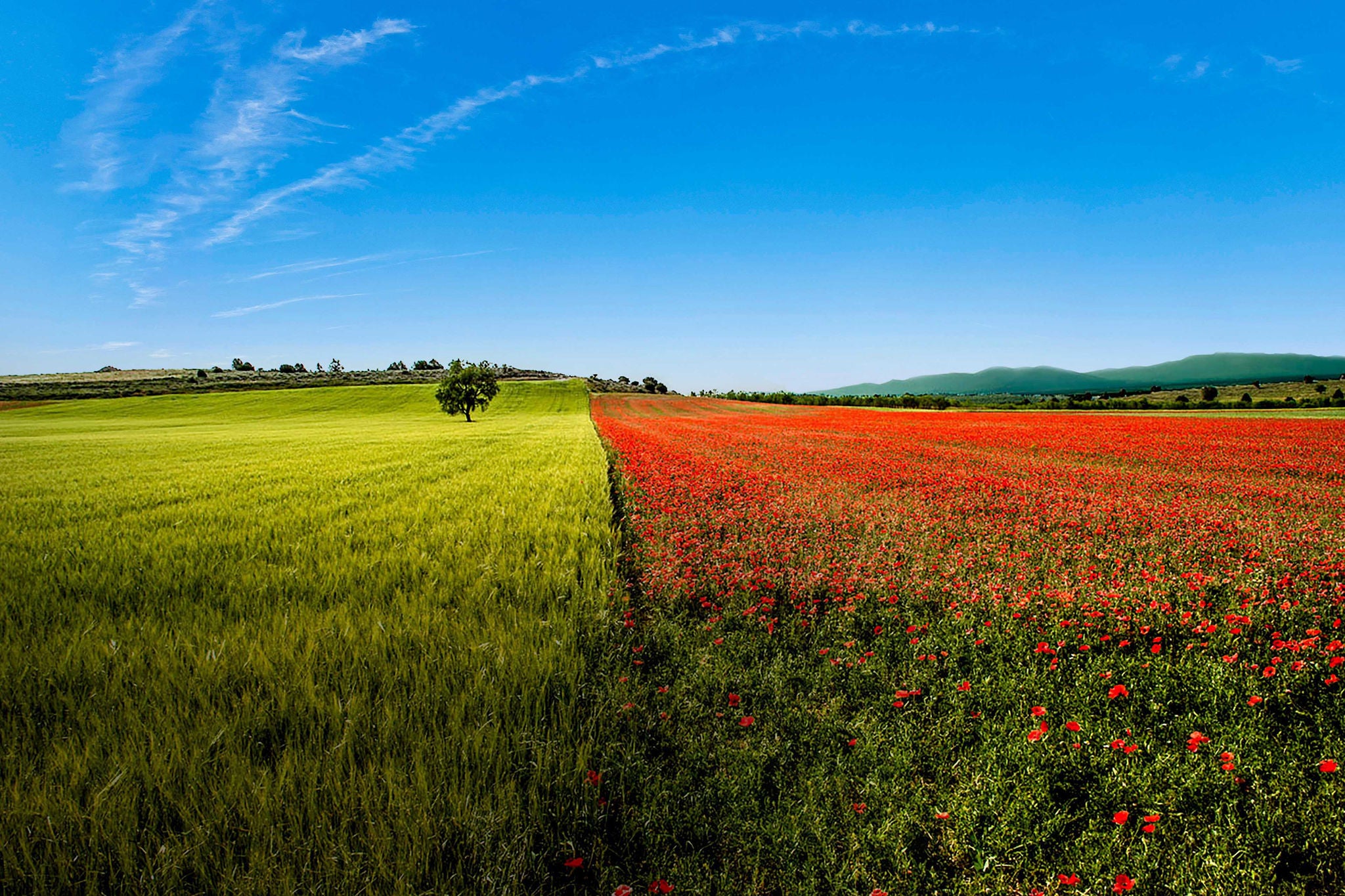 The colors of spring