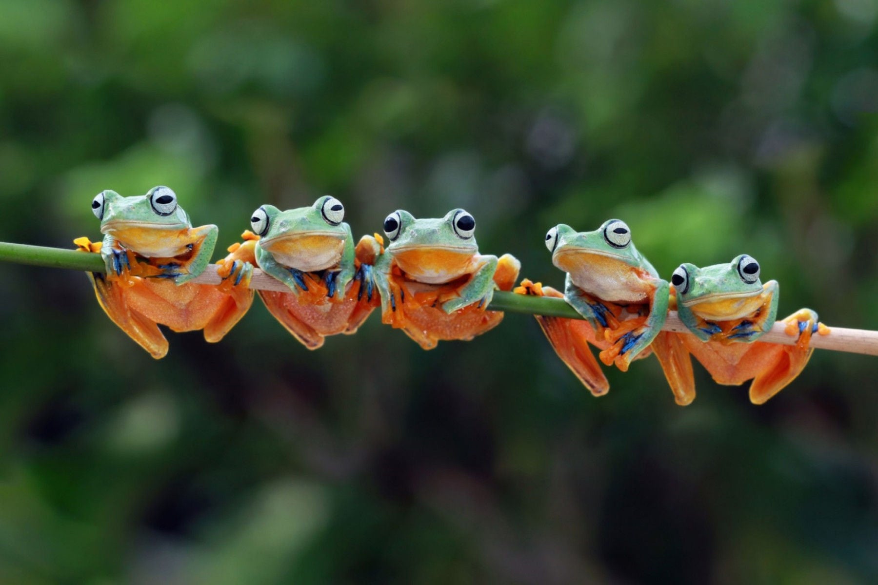 Portrait : Cinq grenouilles sur un bâton.