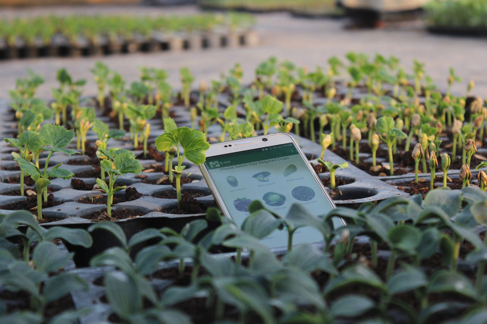 mobile phone by tray of seedlings