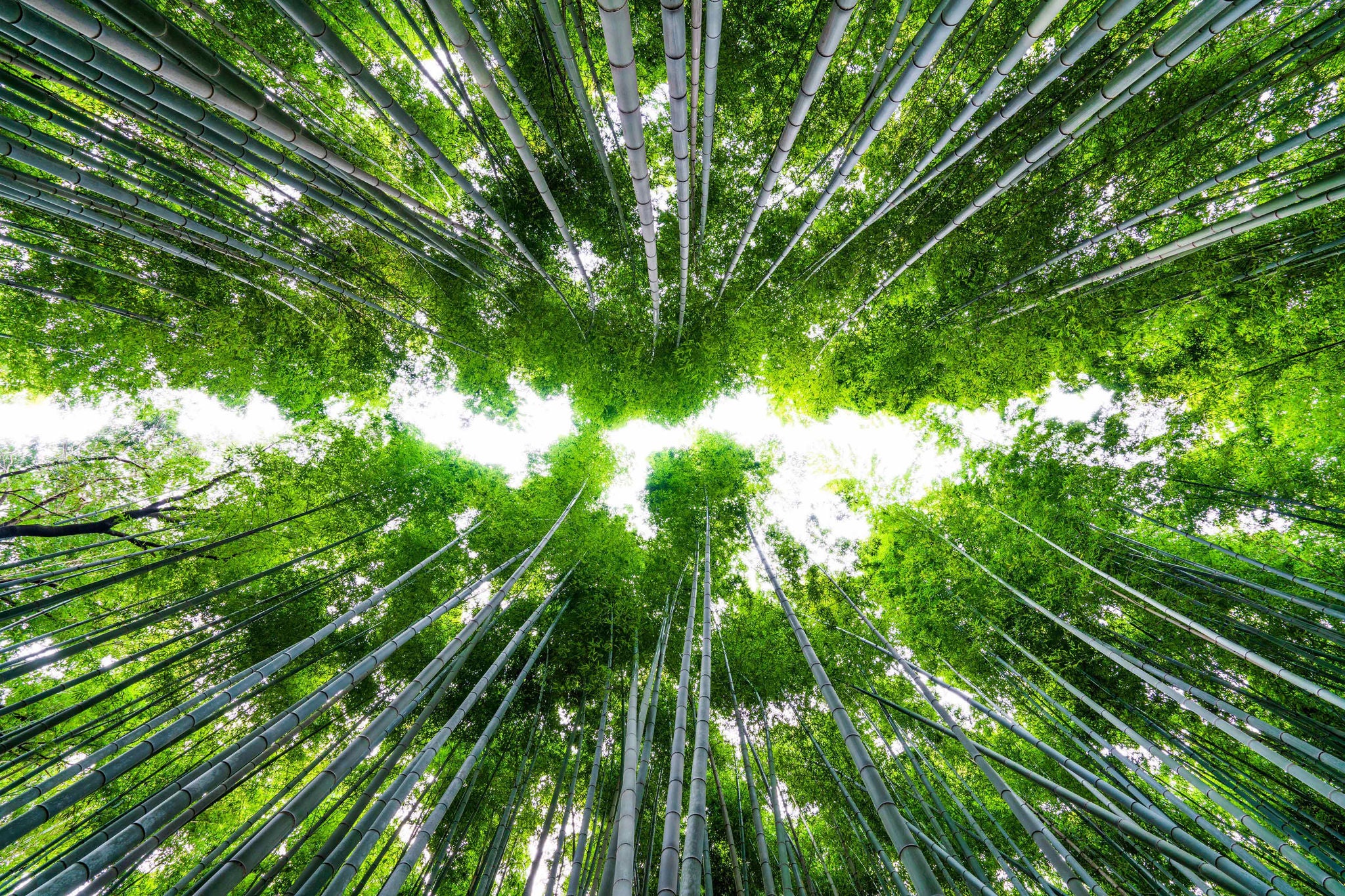 Arashiyama bamboo forest in Kyoto Japan