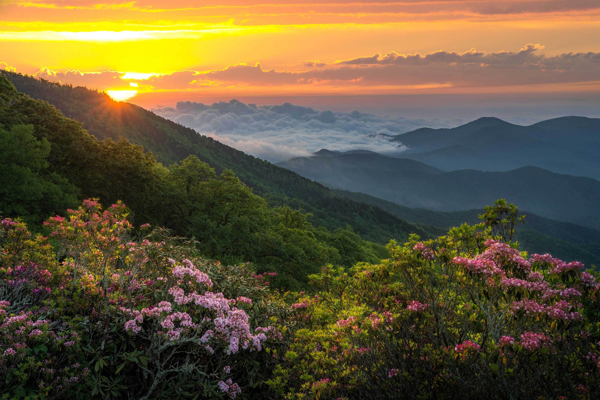 Scenic summer landscape and blooming mountain laurel, Morning light, Blue Ridge Mountains, North Carolina