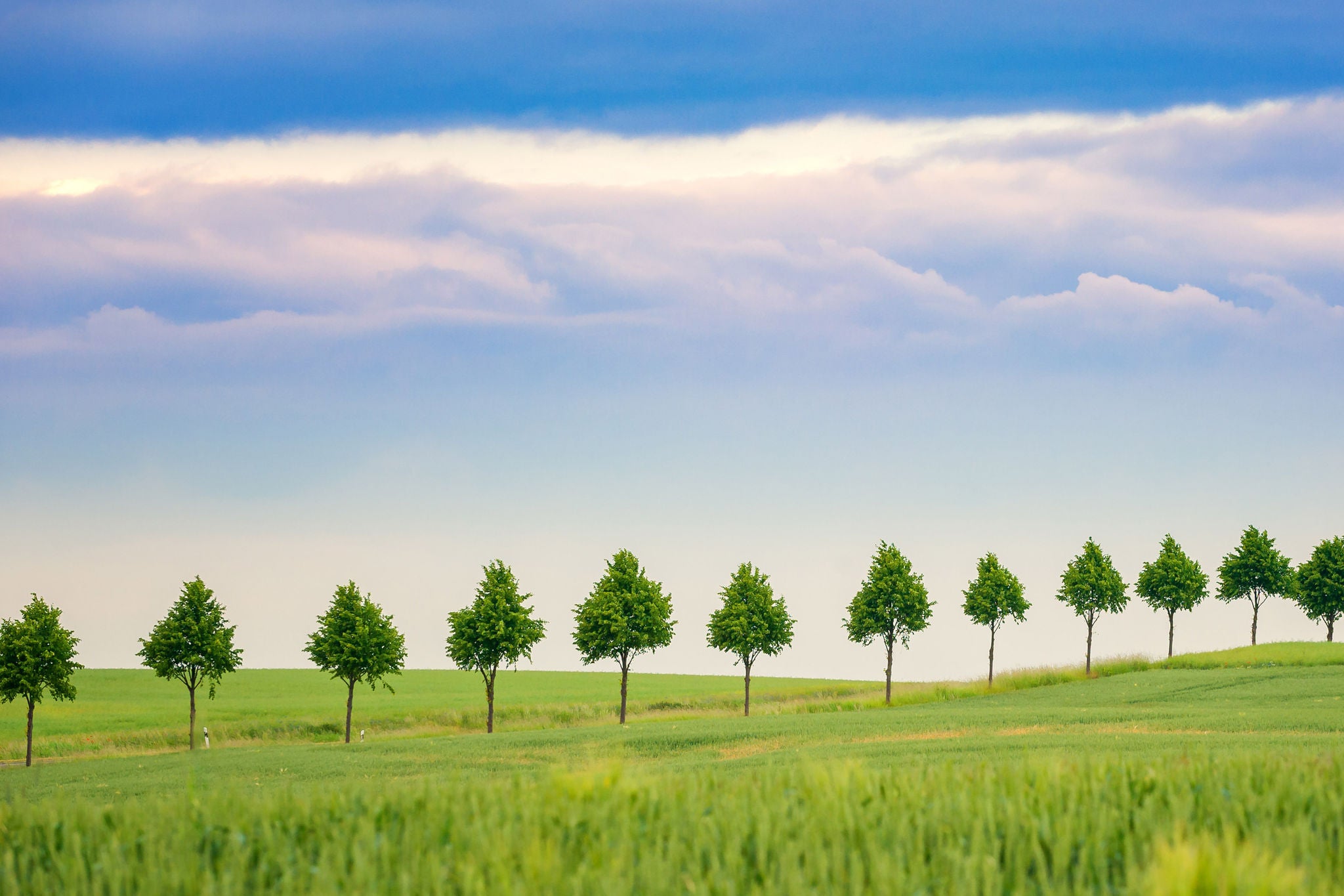 Row of young trees along the road between the grain fields.