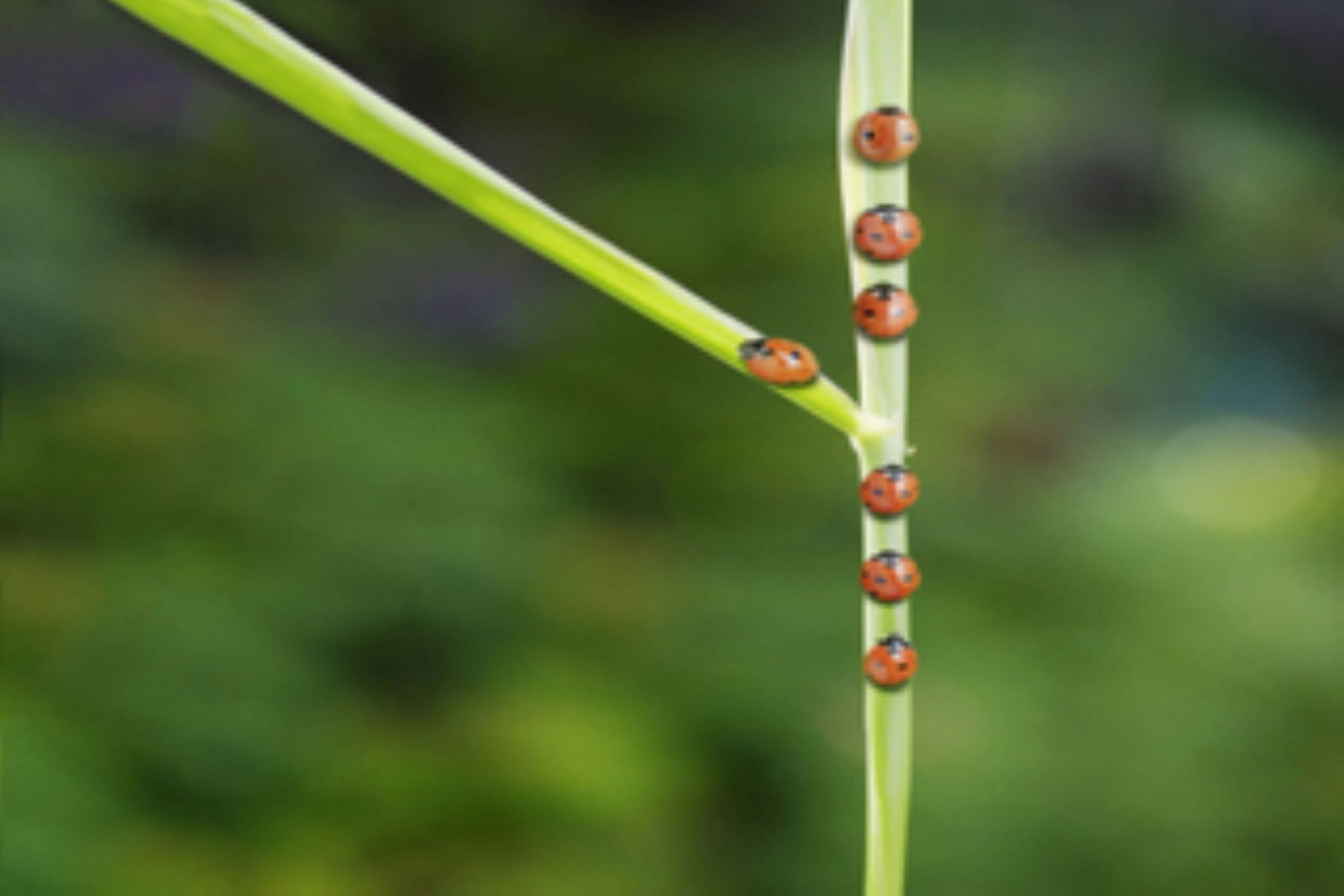 Bees on the plant