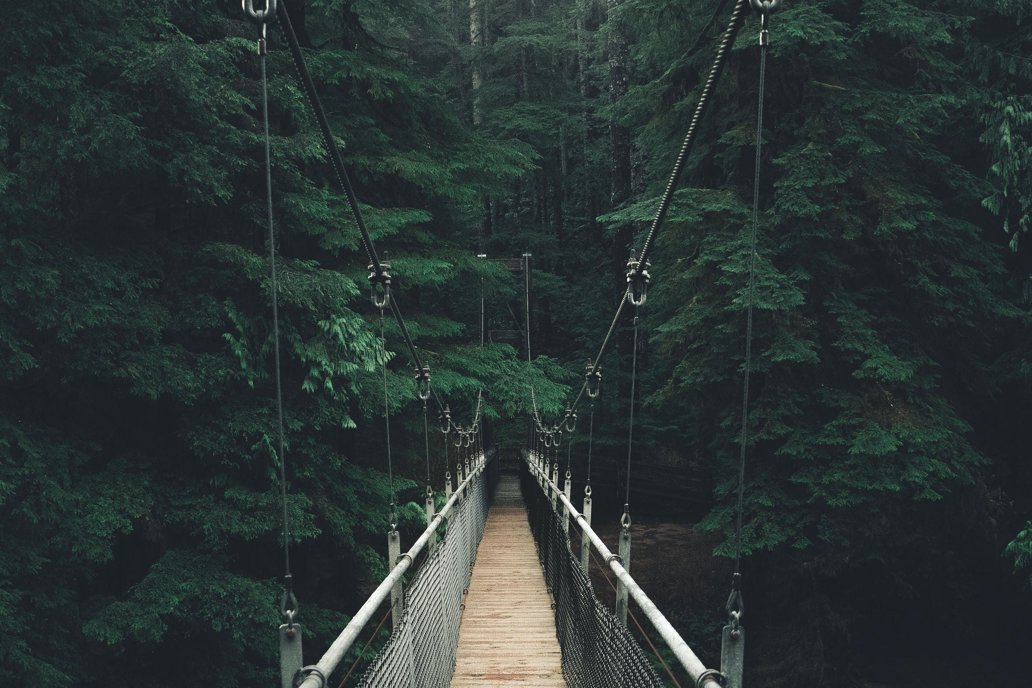 rope bridge in the forest