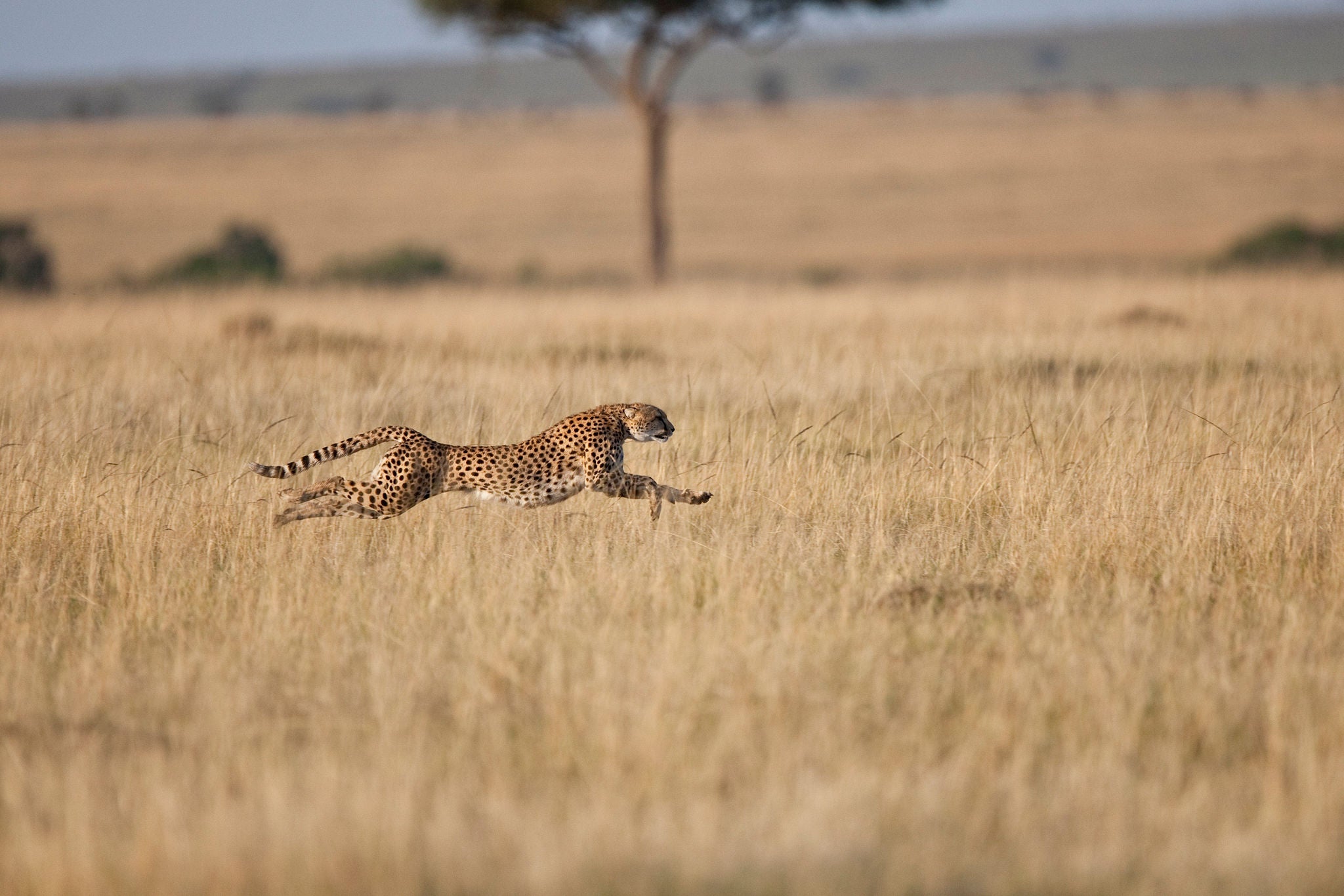 foto de uma onça correndo na savana