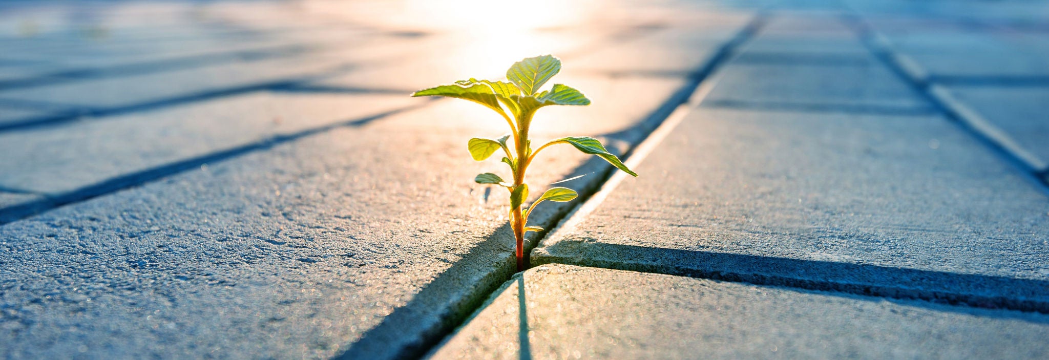 Young plant growing from brick road.