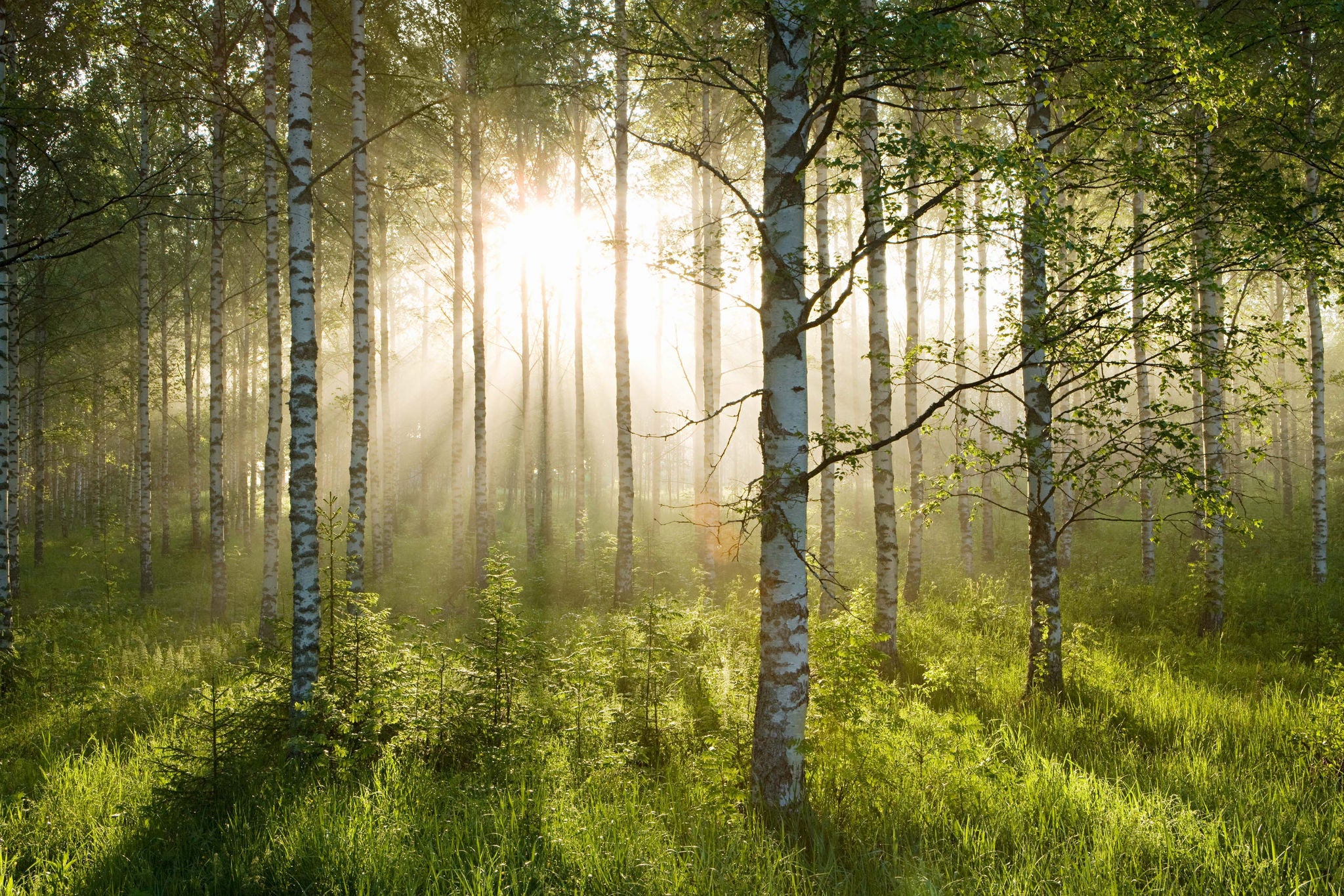 Solen som skinner gjennom trærne i en frodig og grønn skog