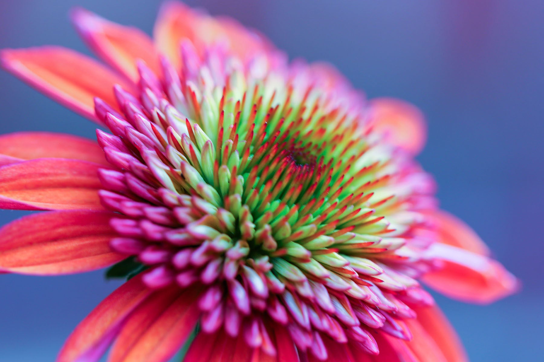 Side close-up of a beautiful echinacea, cone flower, in full bloom.