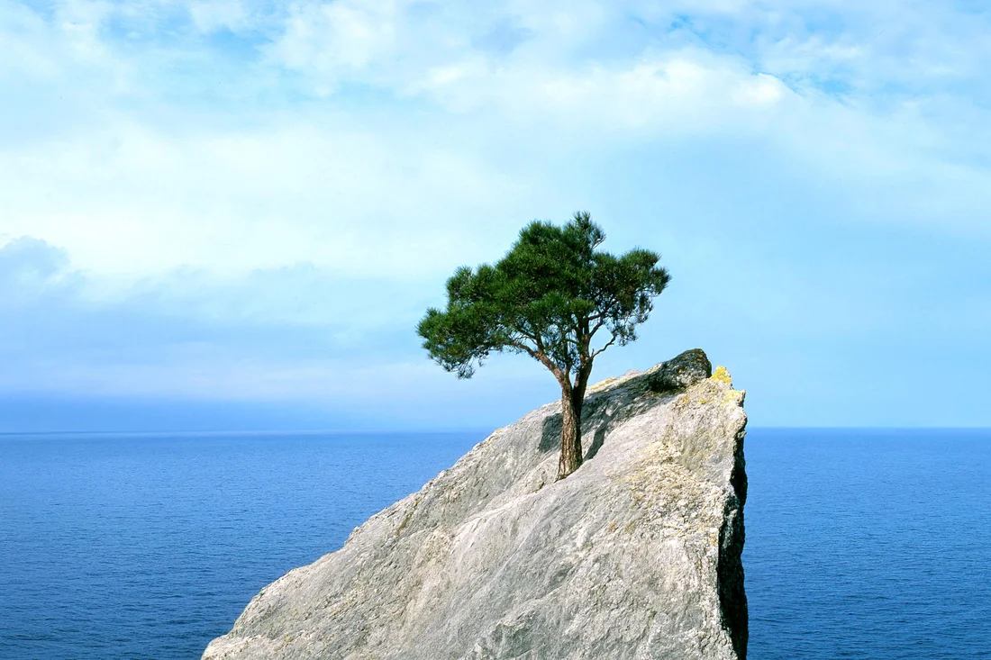 Tree that fights for life on a rock