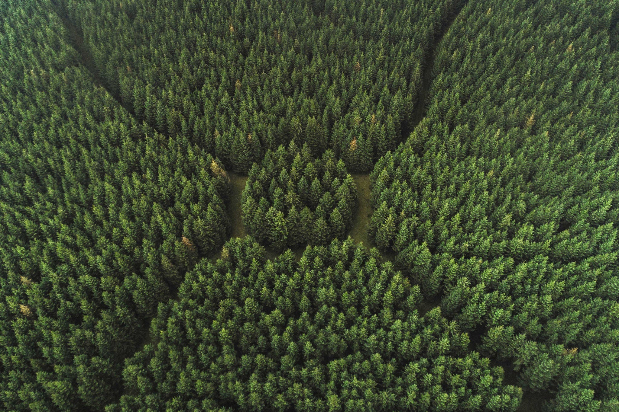 Aerial perspective forest area