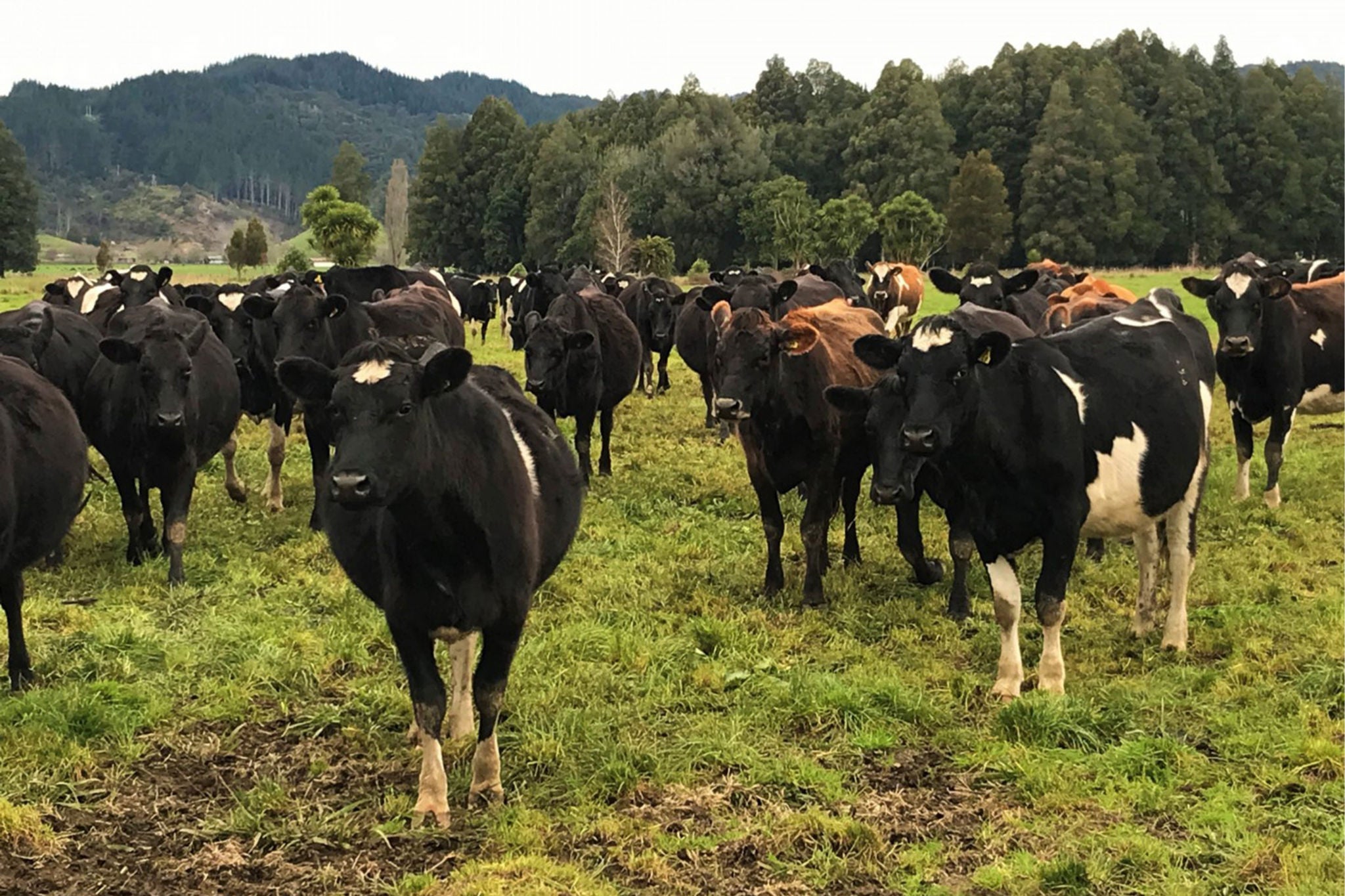 Cows standing on the grass