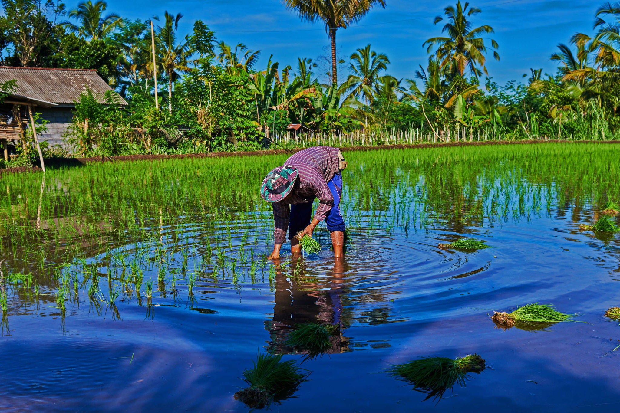 Asian farmer transplant rice seedlings in a paddy feild