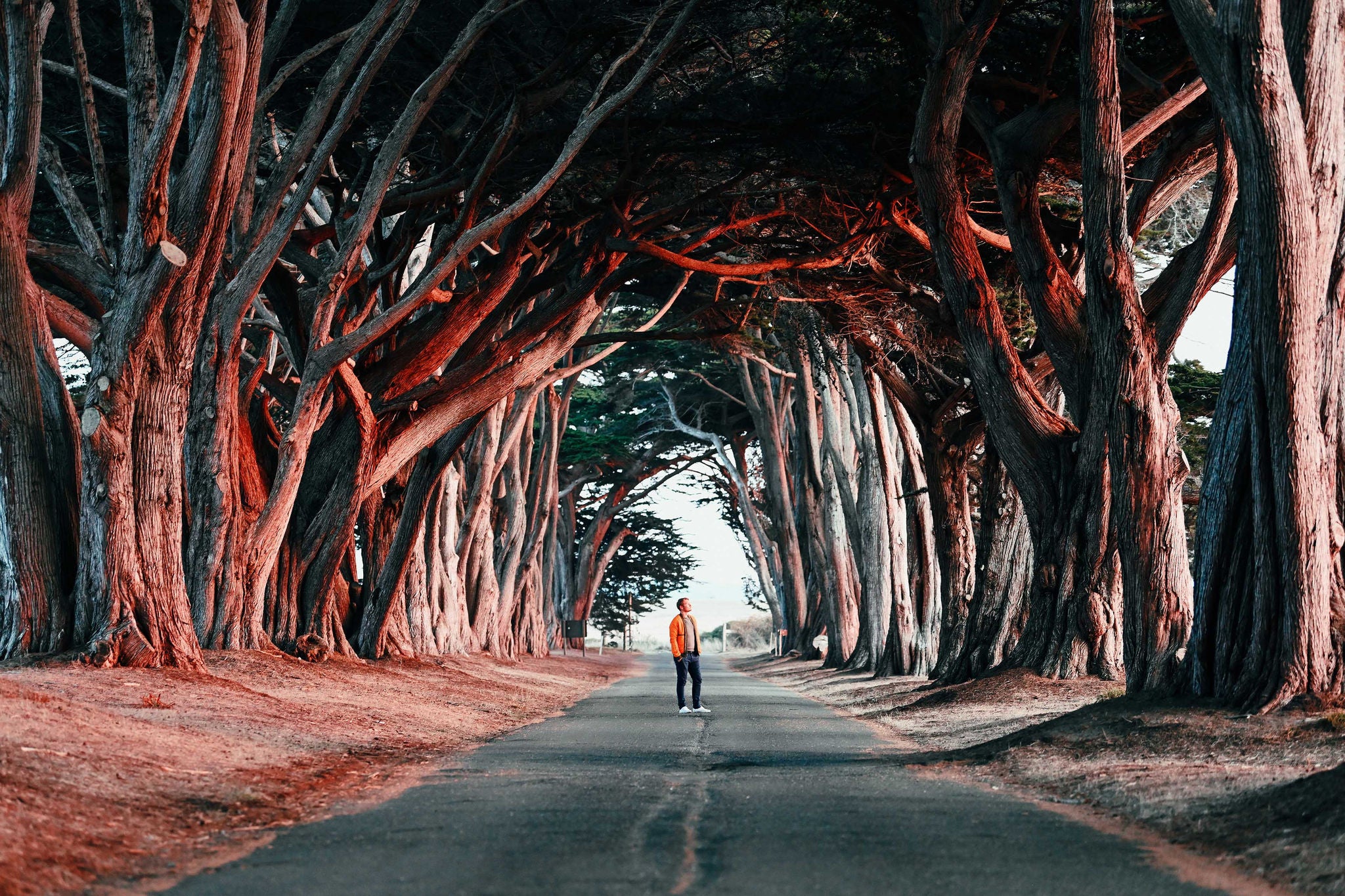 Cypress Tree Tunel at Point Reyes