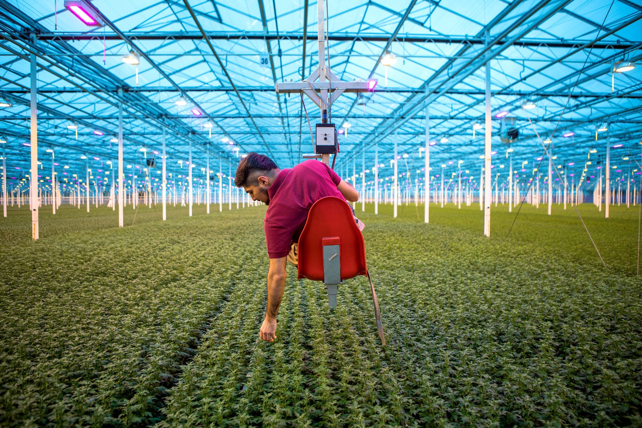 Minority farm worker going about his daily duties in a Chrysanthemum Greenhouse in Holland