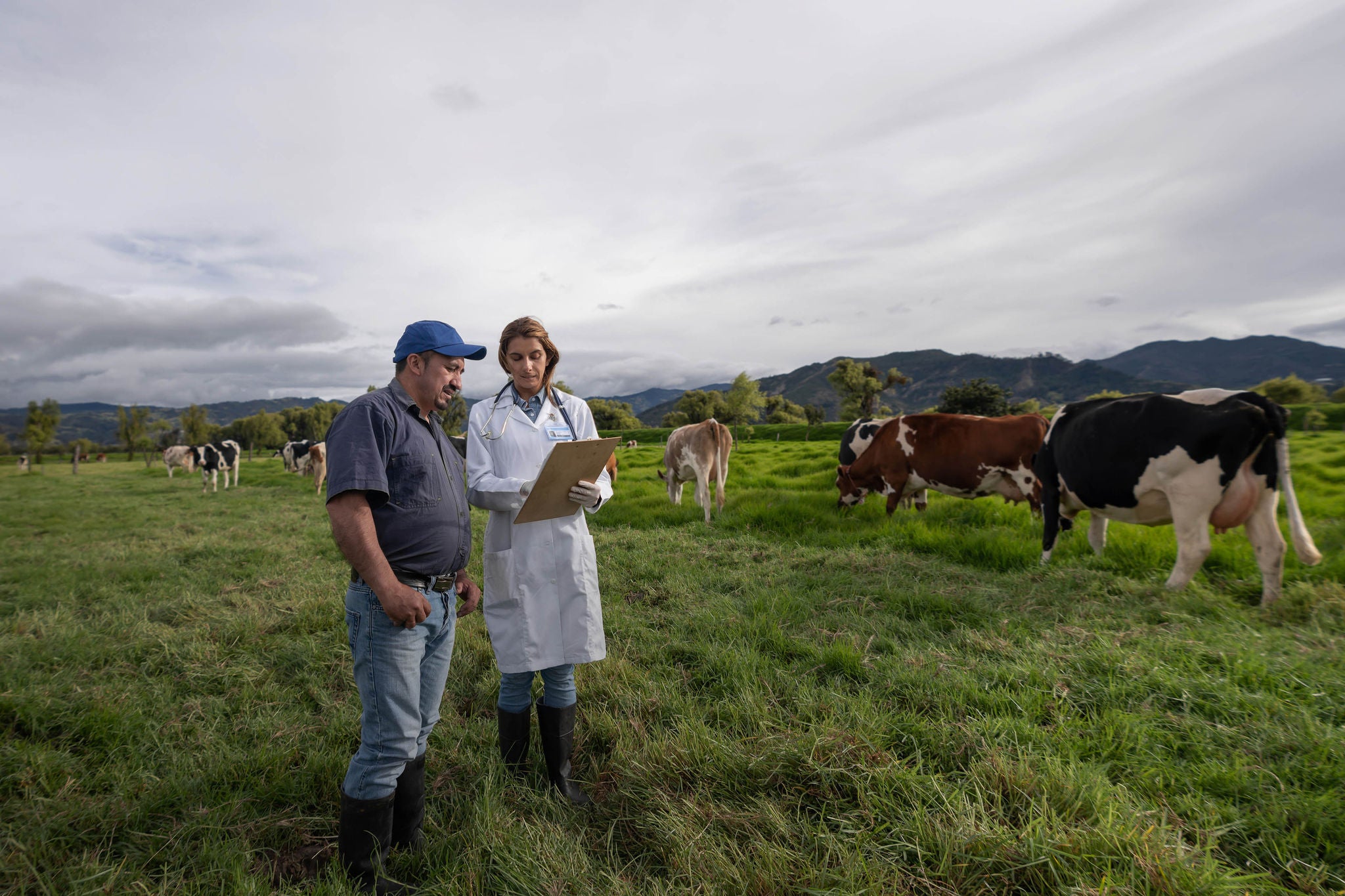 Portrait of a Latin American Vet talking to a farmer about his cows at a livestock farm - farming concepts