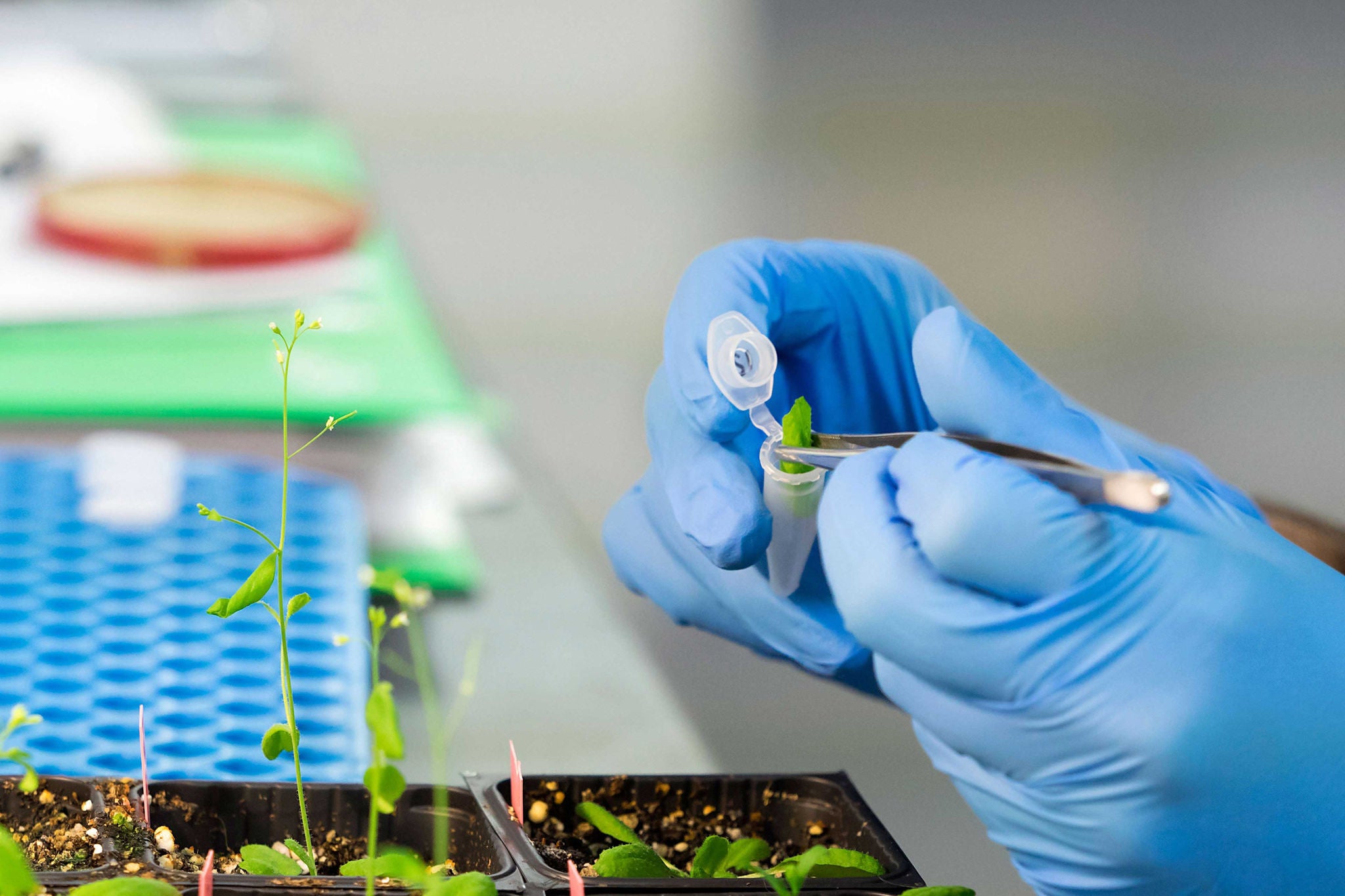 Hands of a scientific investigator in a laboratory of molecular biology realizing works of of plantation of seeds modified geneticallys