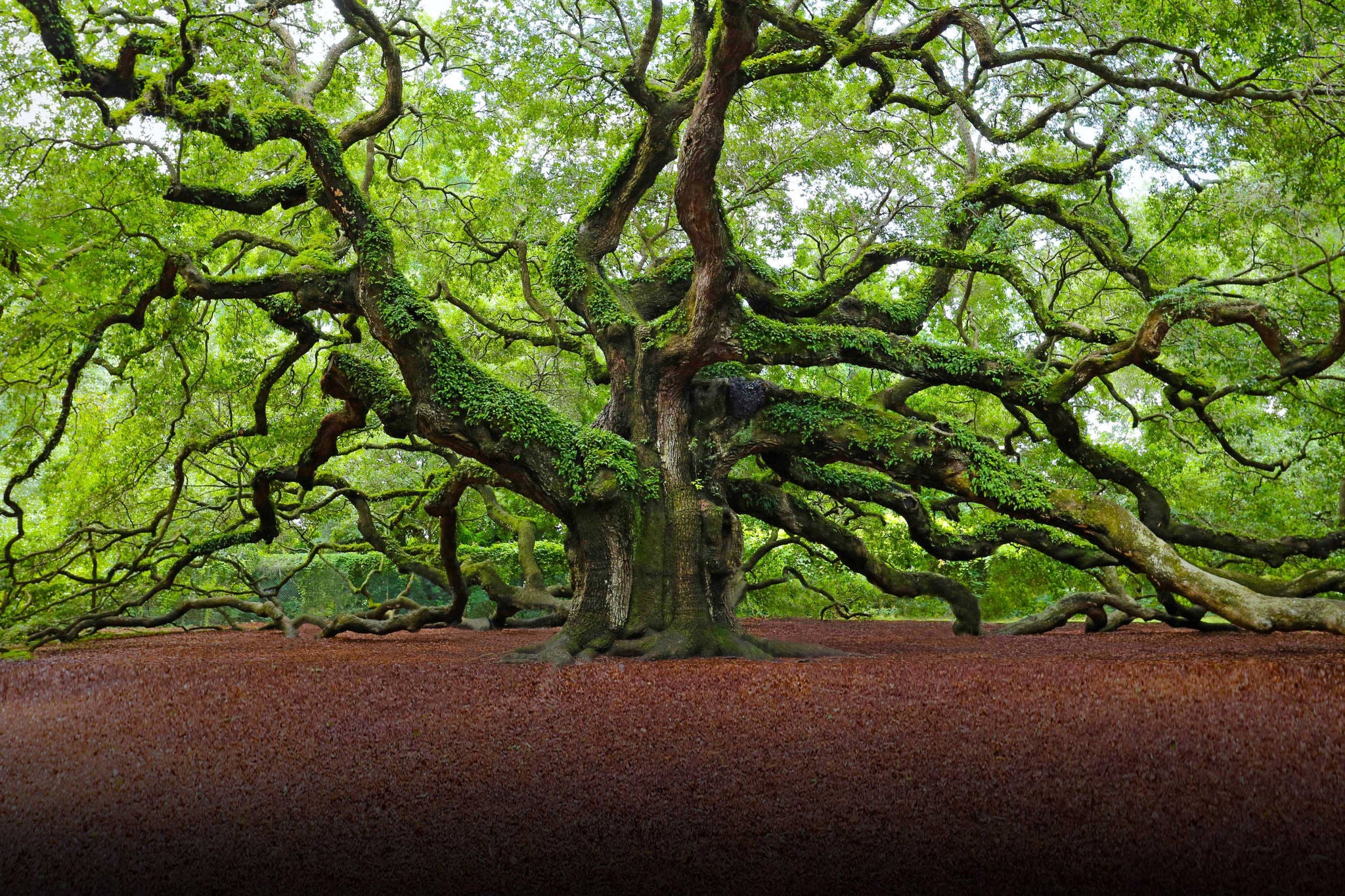 Tree view