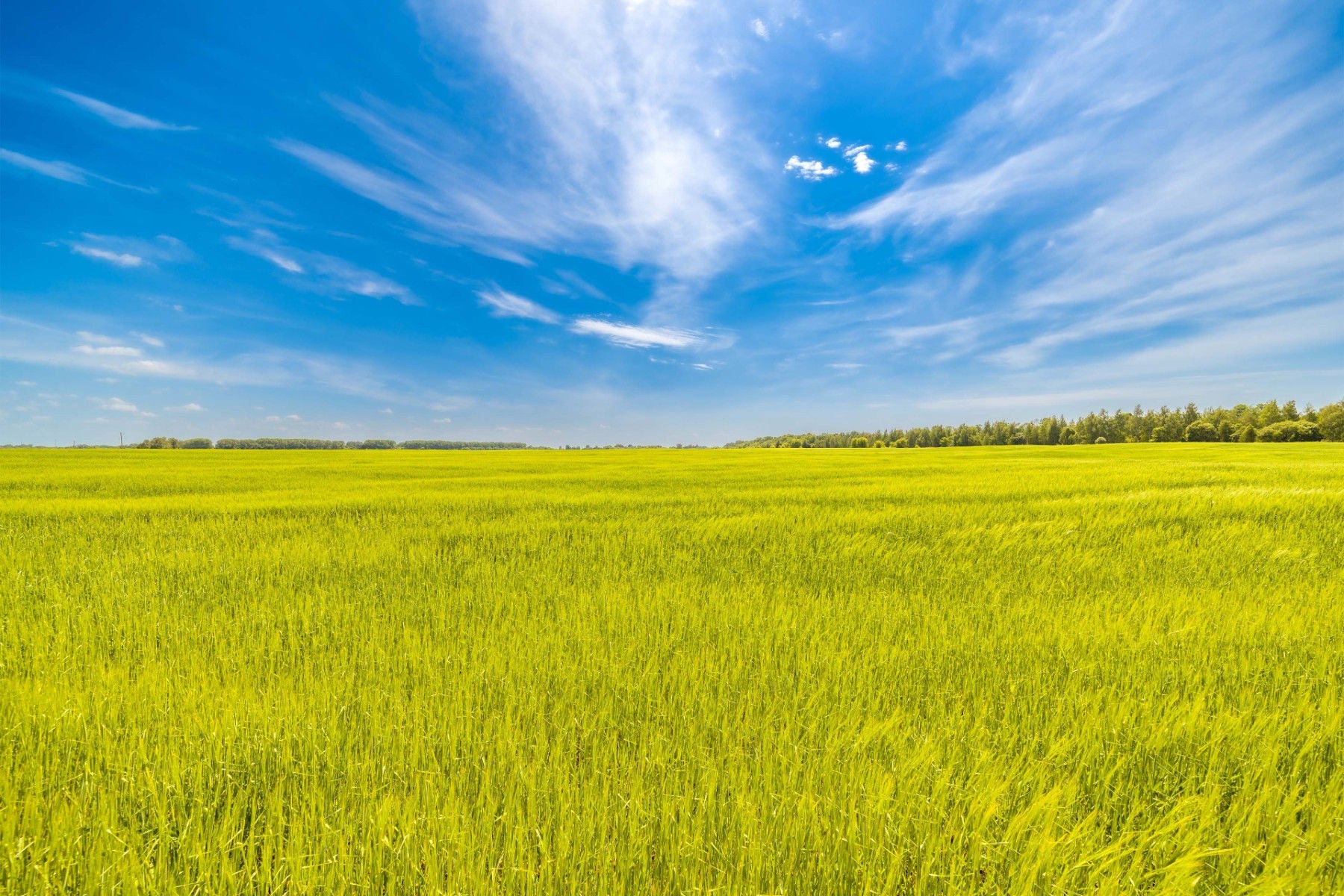 Green rye fields at a bright sunny summer day.