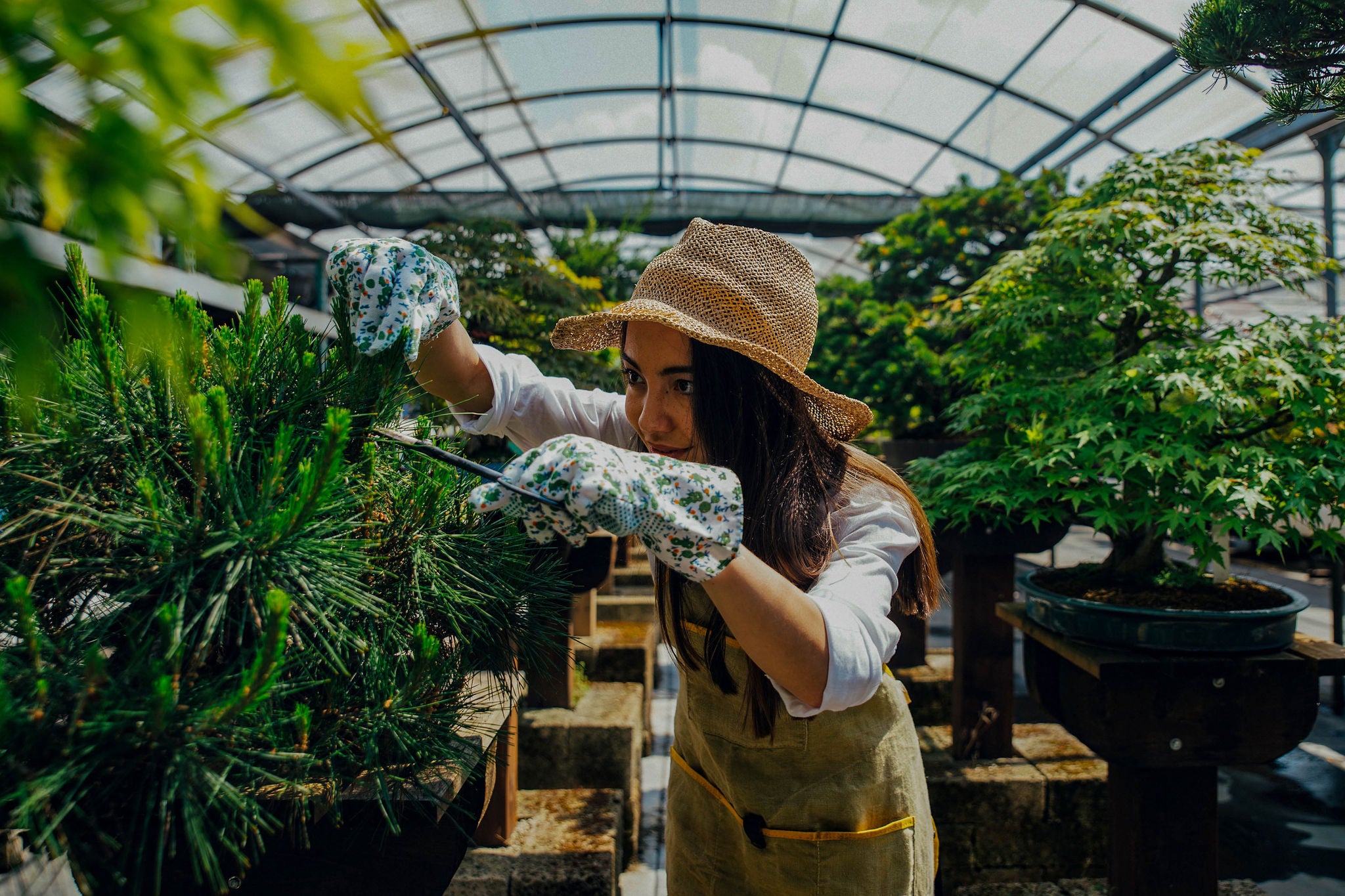 Bonsai greenhouse center. rows with small trees, woman working and taking care of the plants