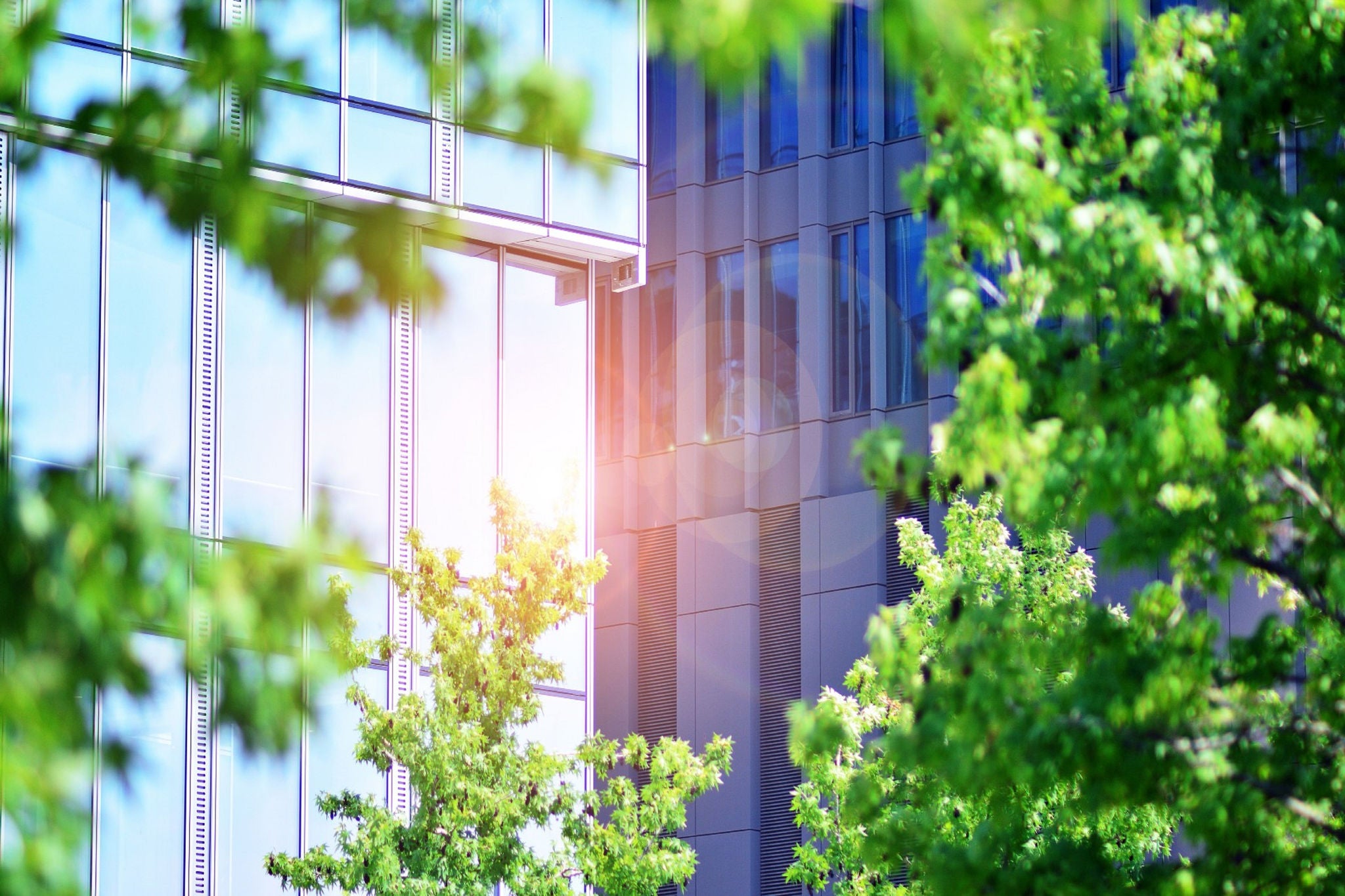 immeuble bureau verdure