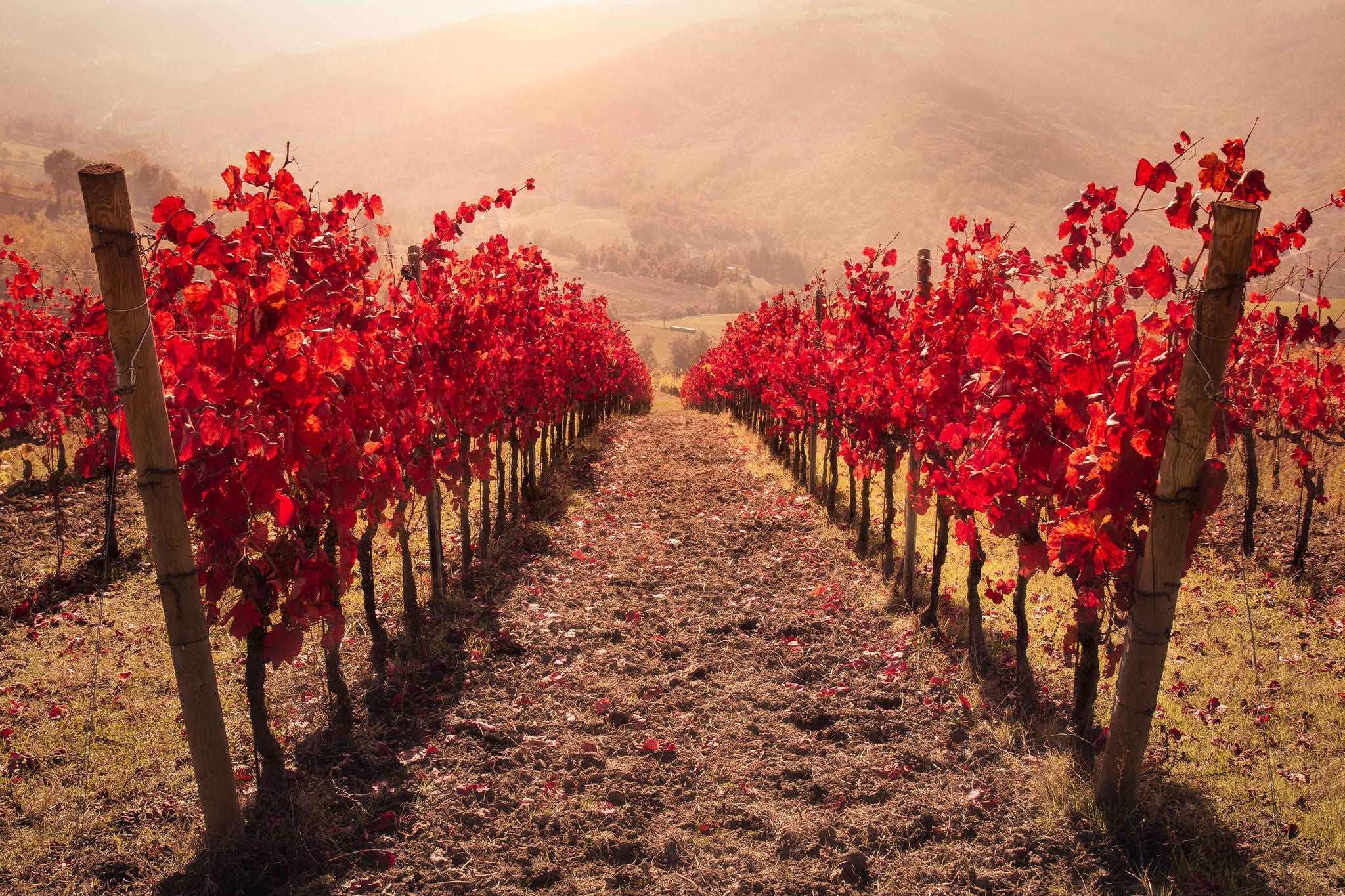 Red vineyards lines in a hazy day