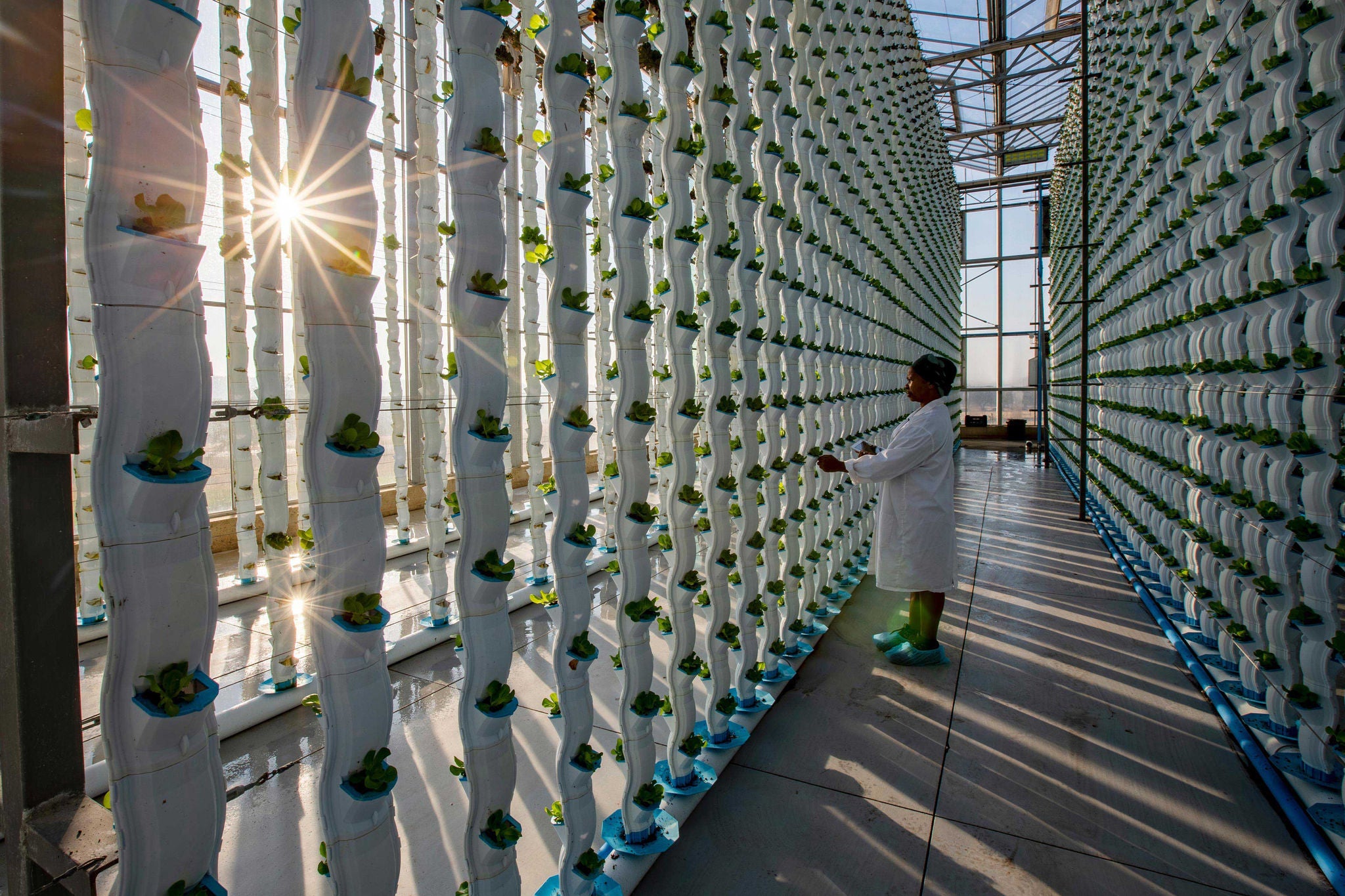 Black African female farmer in white coat holding a digital tablet inspecting and collecting data of young lettuce plants in a hydroponic farm