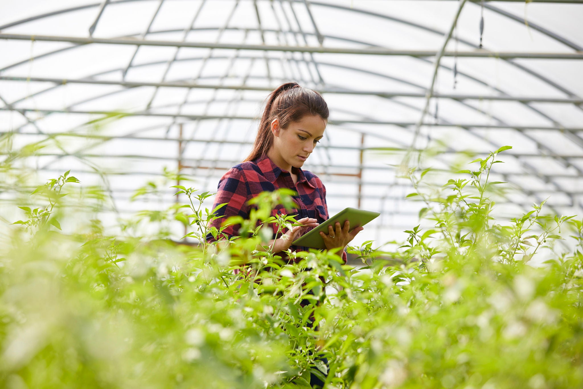 Woman in polytunnel using digital tablet